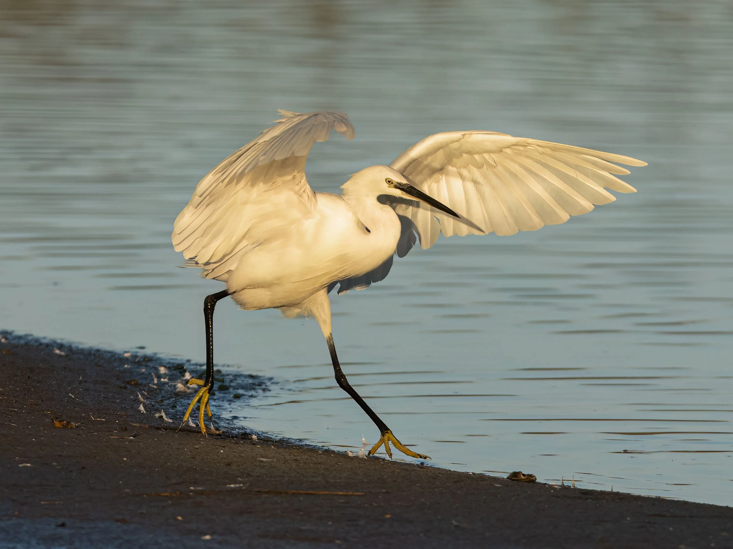 Little Egret | RSPB Leighton Moss