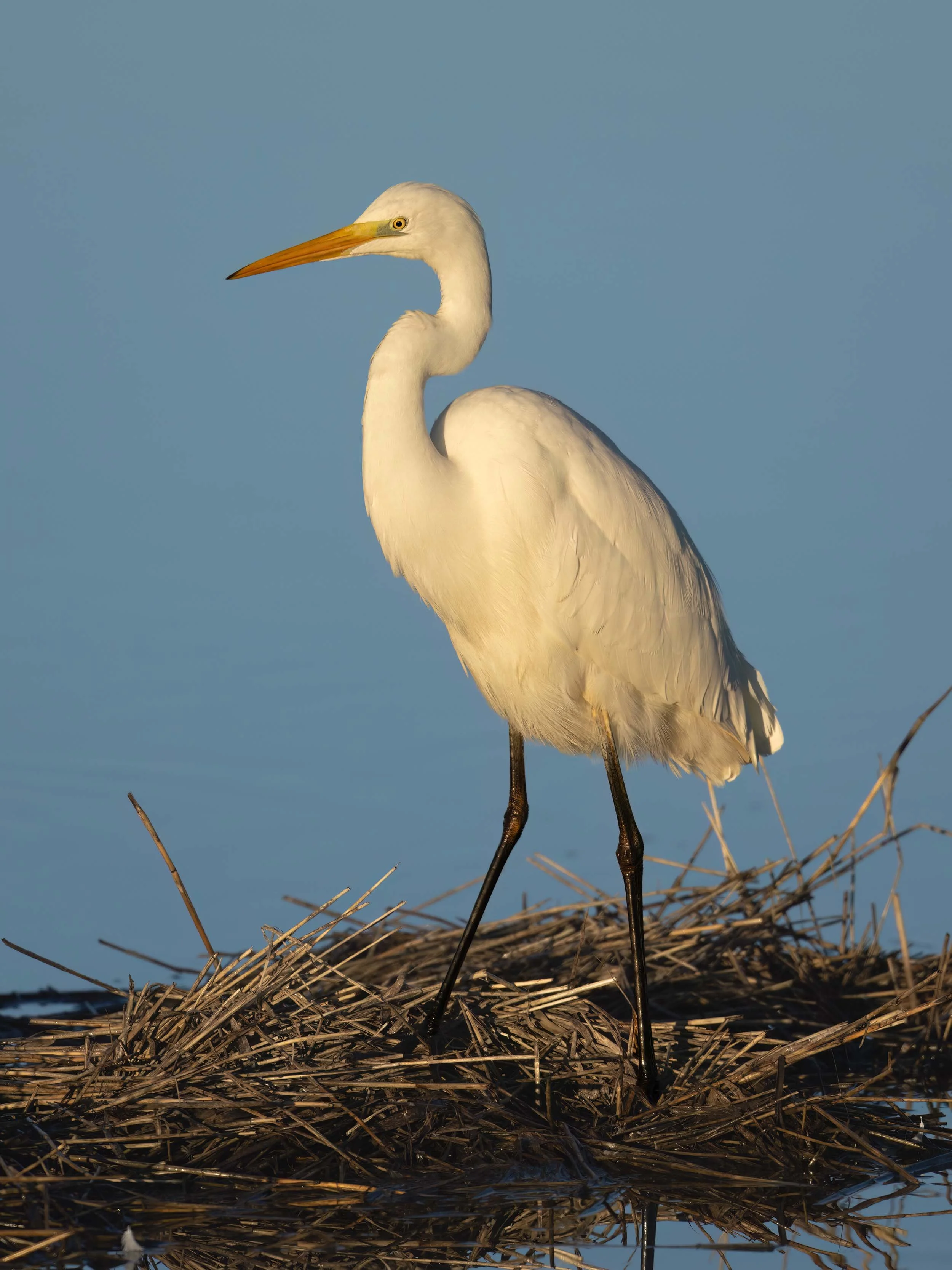 Great White Egret | RSPB Leighton Moss
