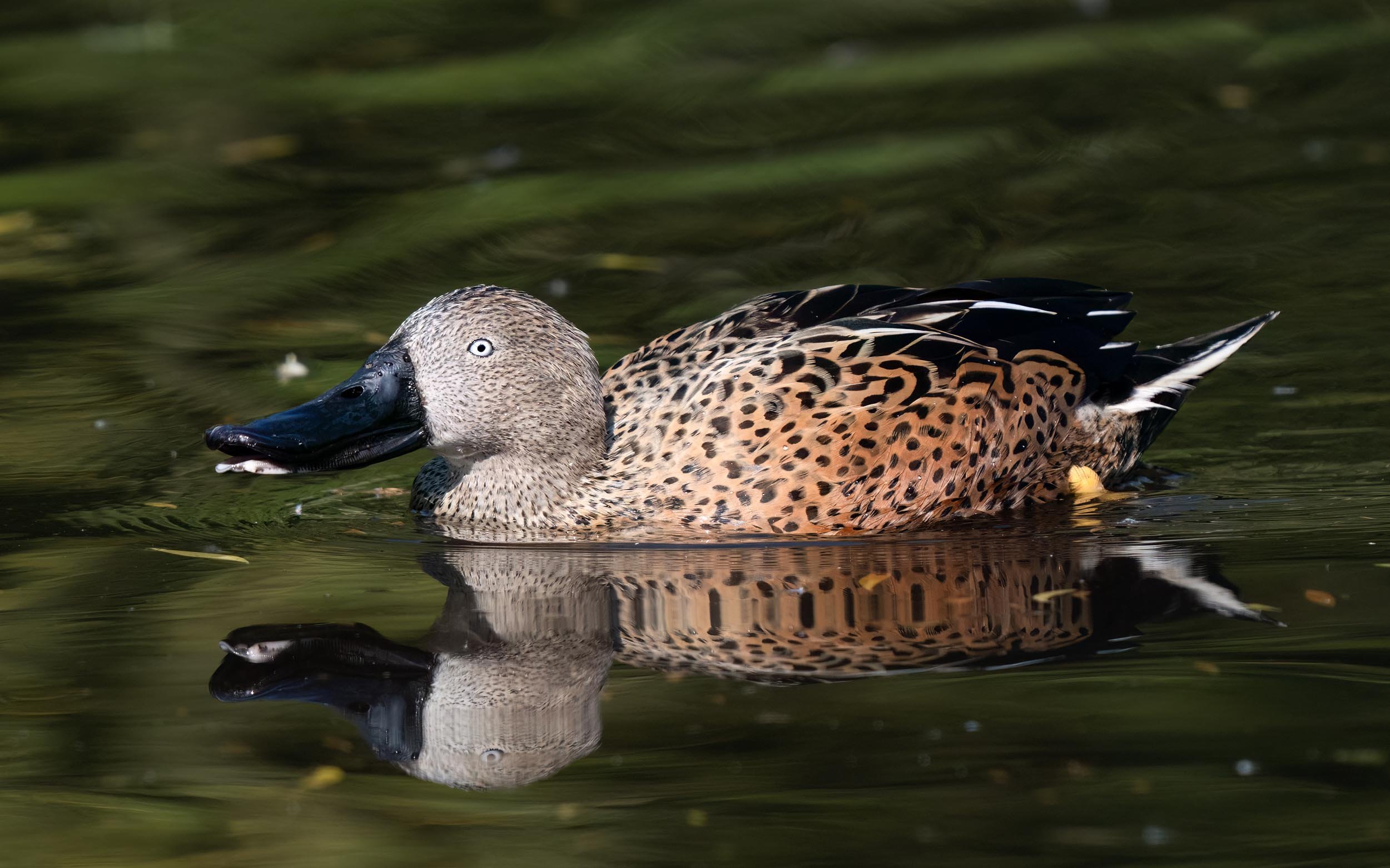 Red Shoveler | Martin Mere WWT