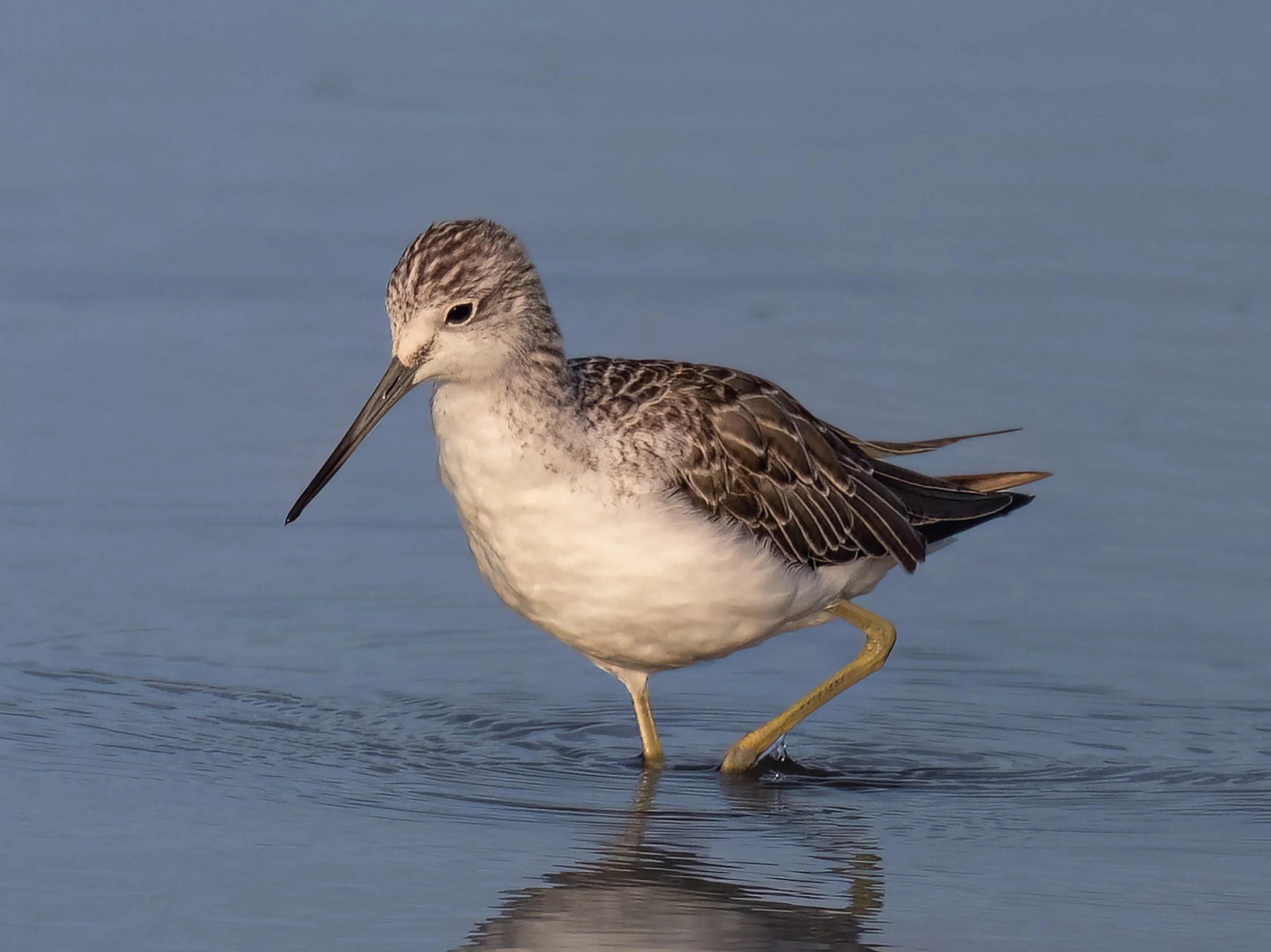 Greenshank | RSPB Leighton Moss