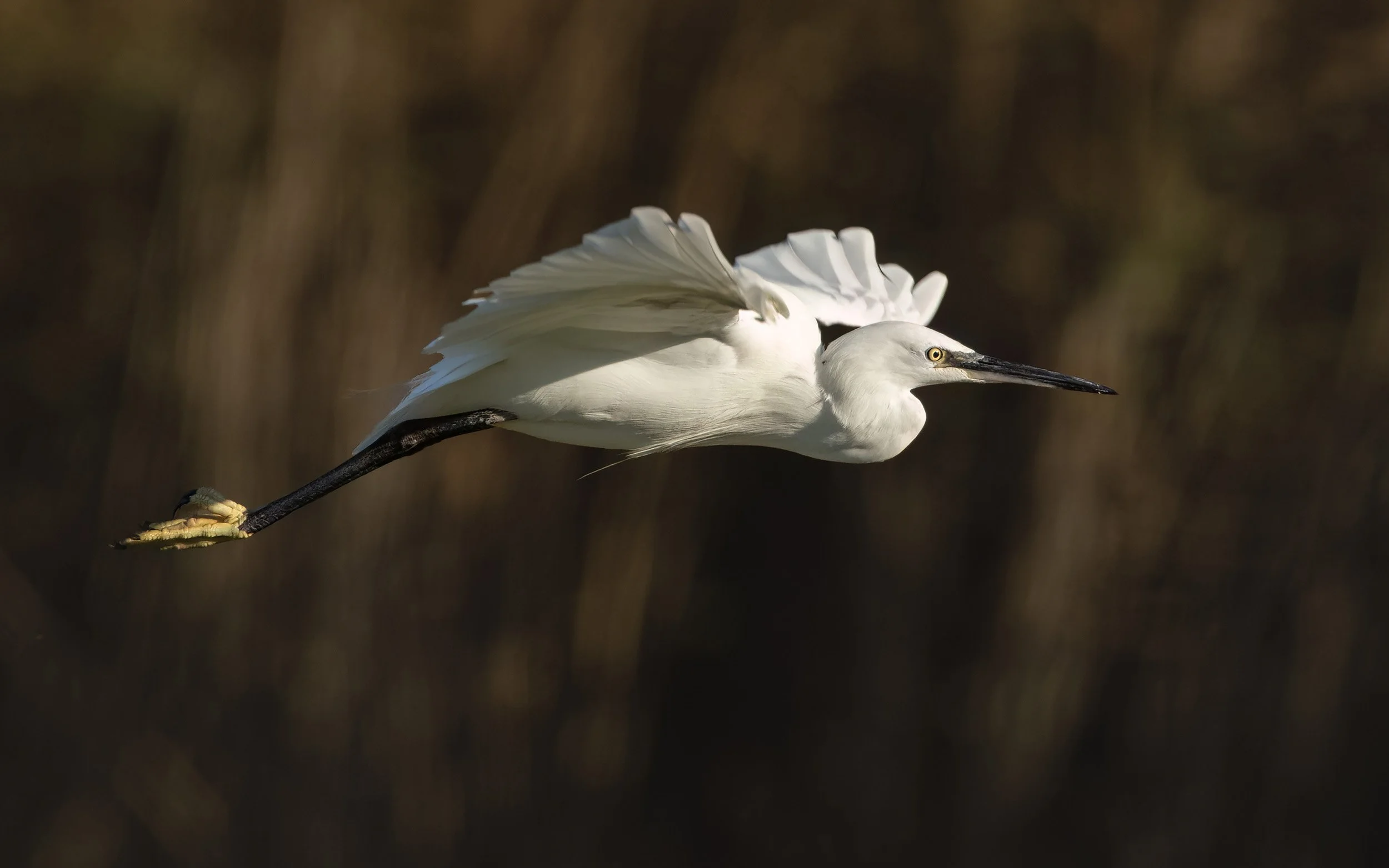 Little Egret | RSPB Leighton Moss