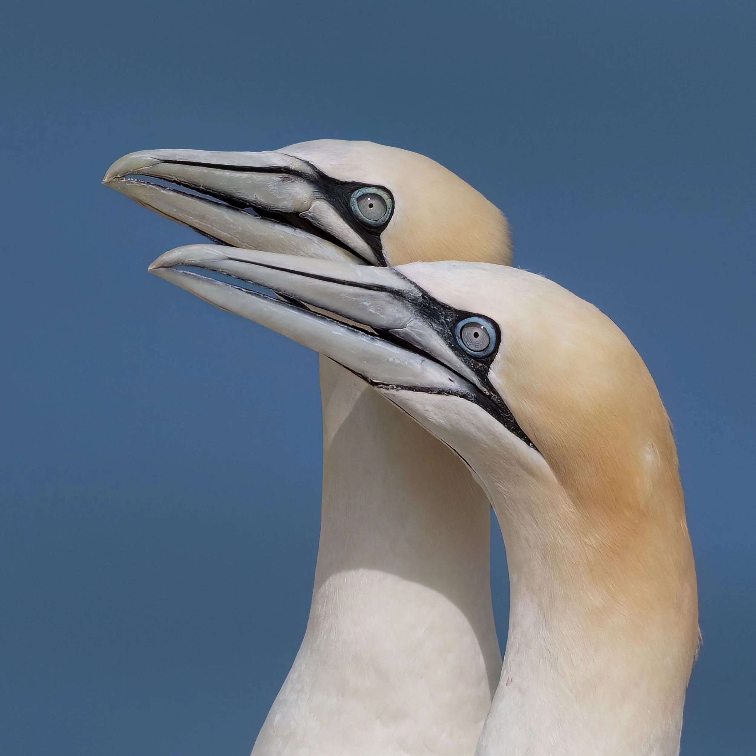 Northern Gannets | RSPB Bempton Cliffs
