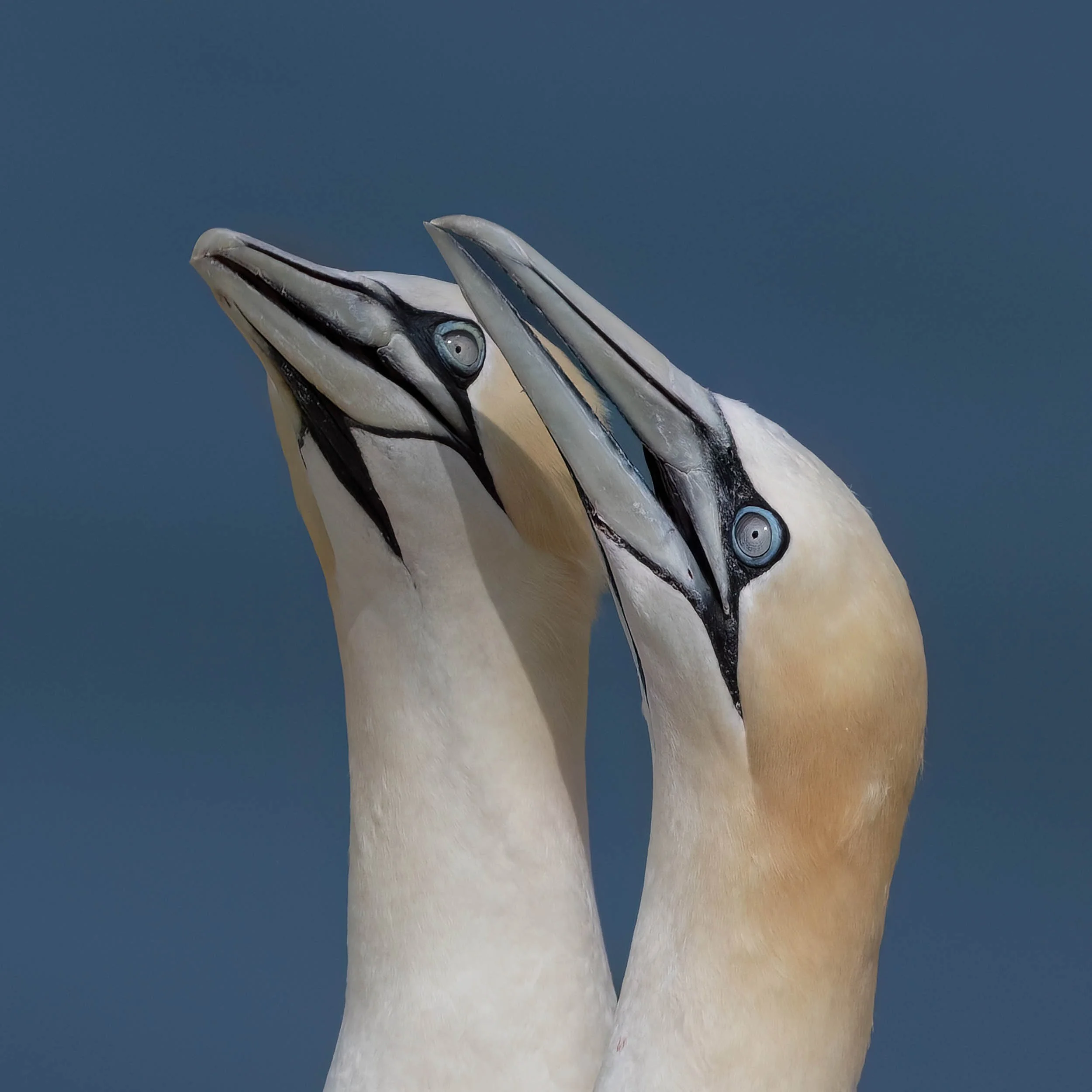 Northern Gannets | RSPB Bempton Cliffs
