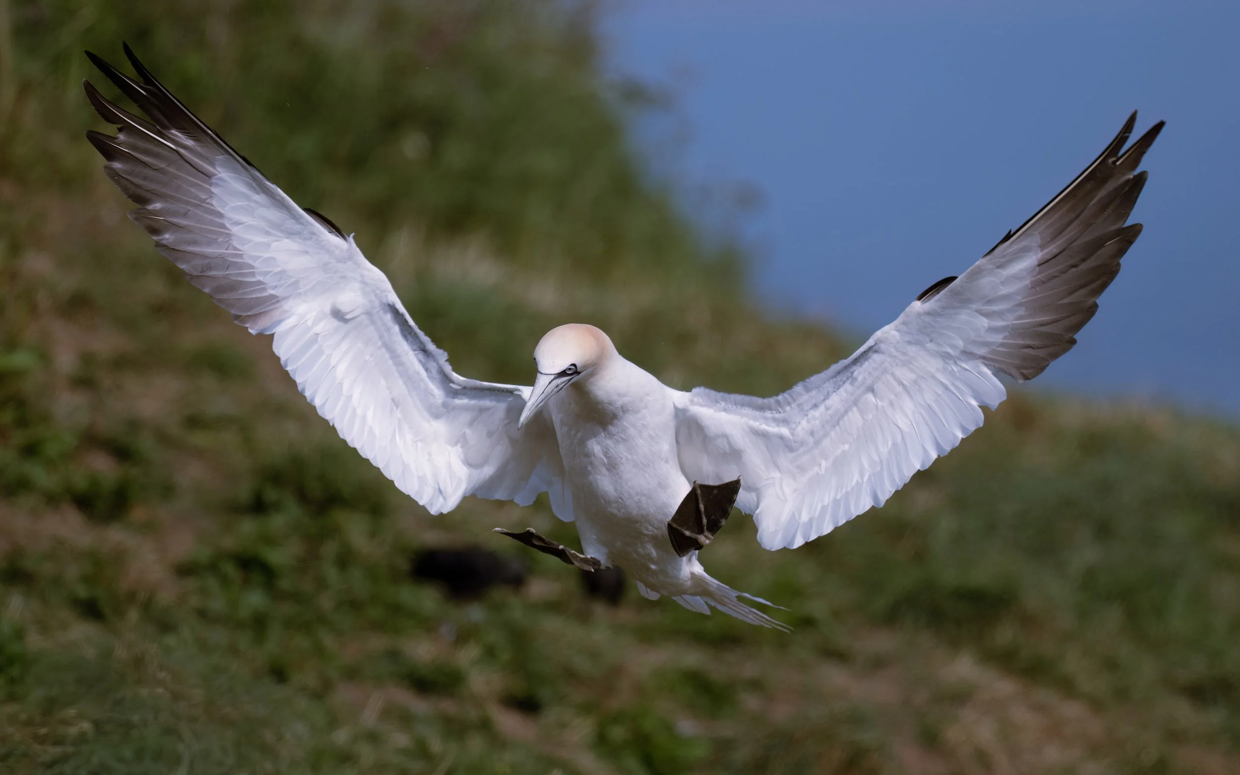 Northern Gannet | RSPB Bempton Cliffs