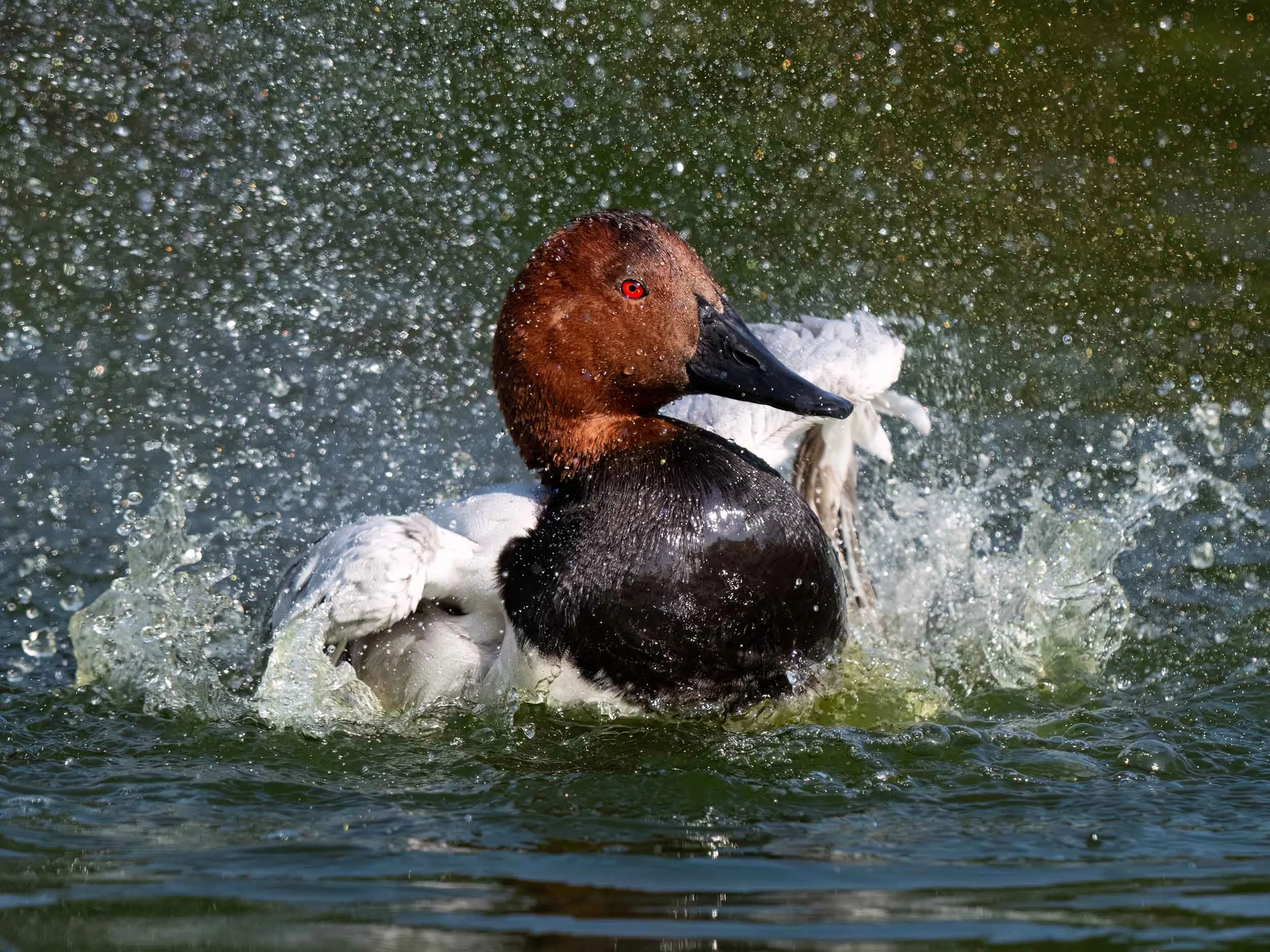 Canvasback Duck | Martin Mere WWT