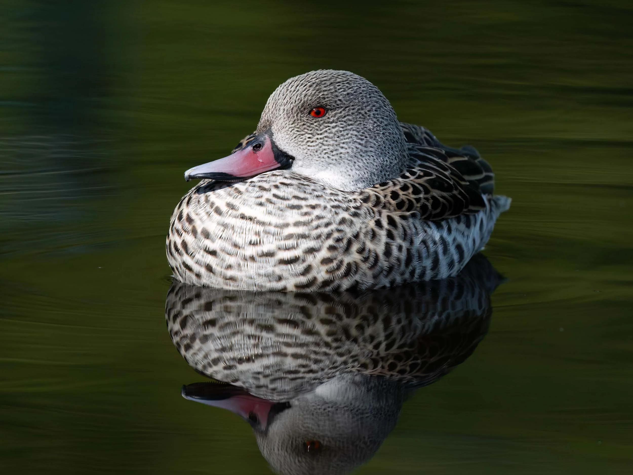 Cape Teal | Martin Mere WWT