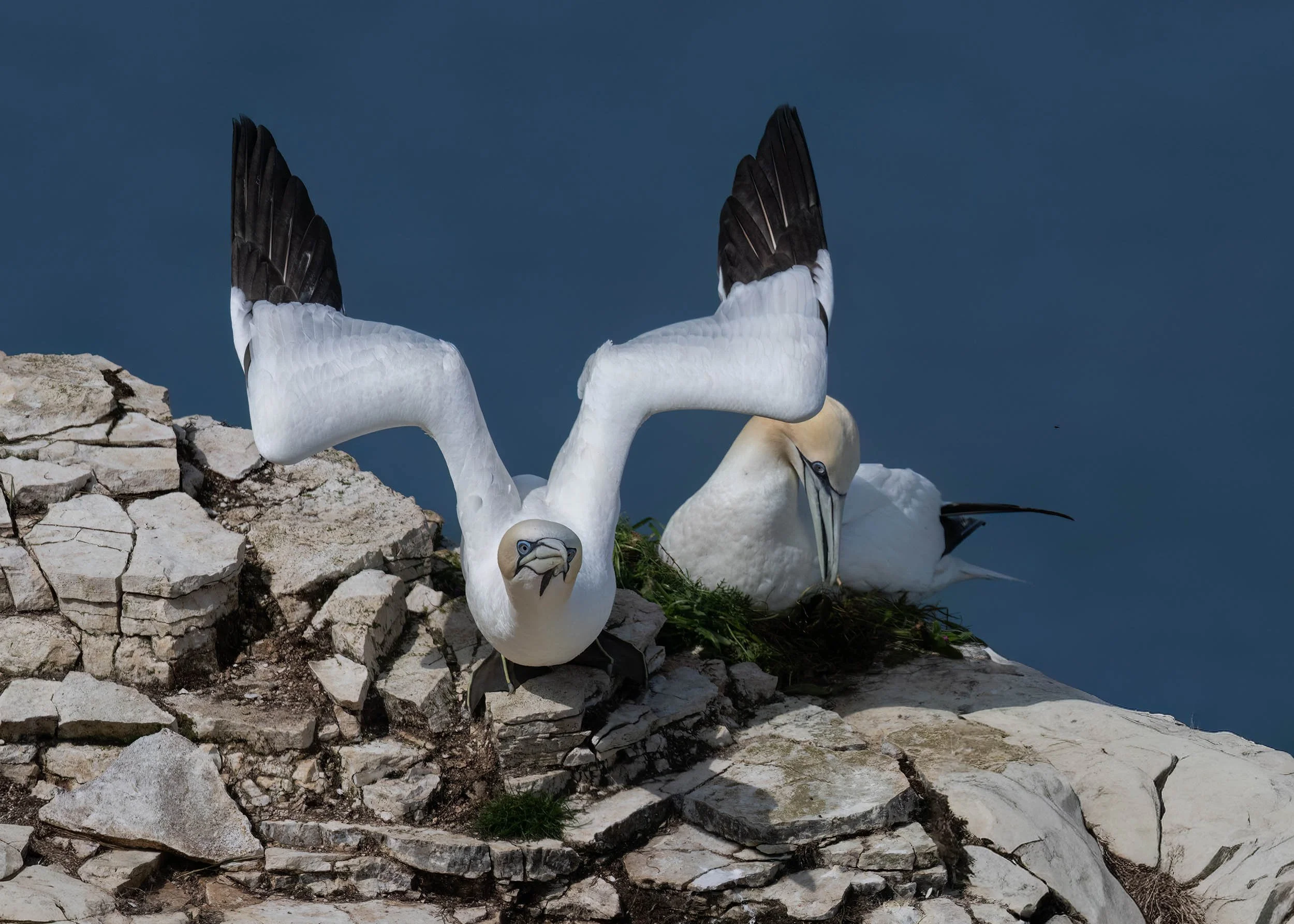 Northern Gannets | RSPB Bempton Cliffs