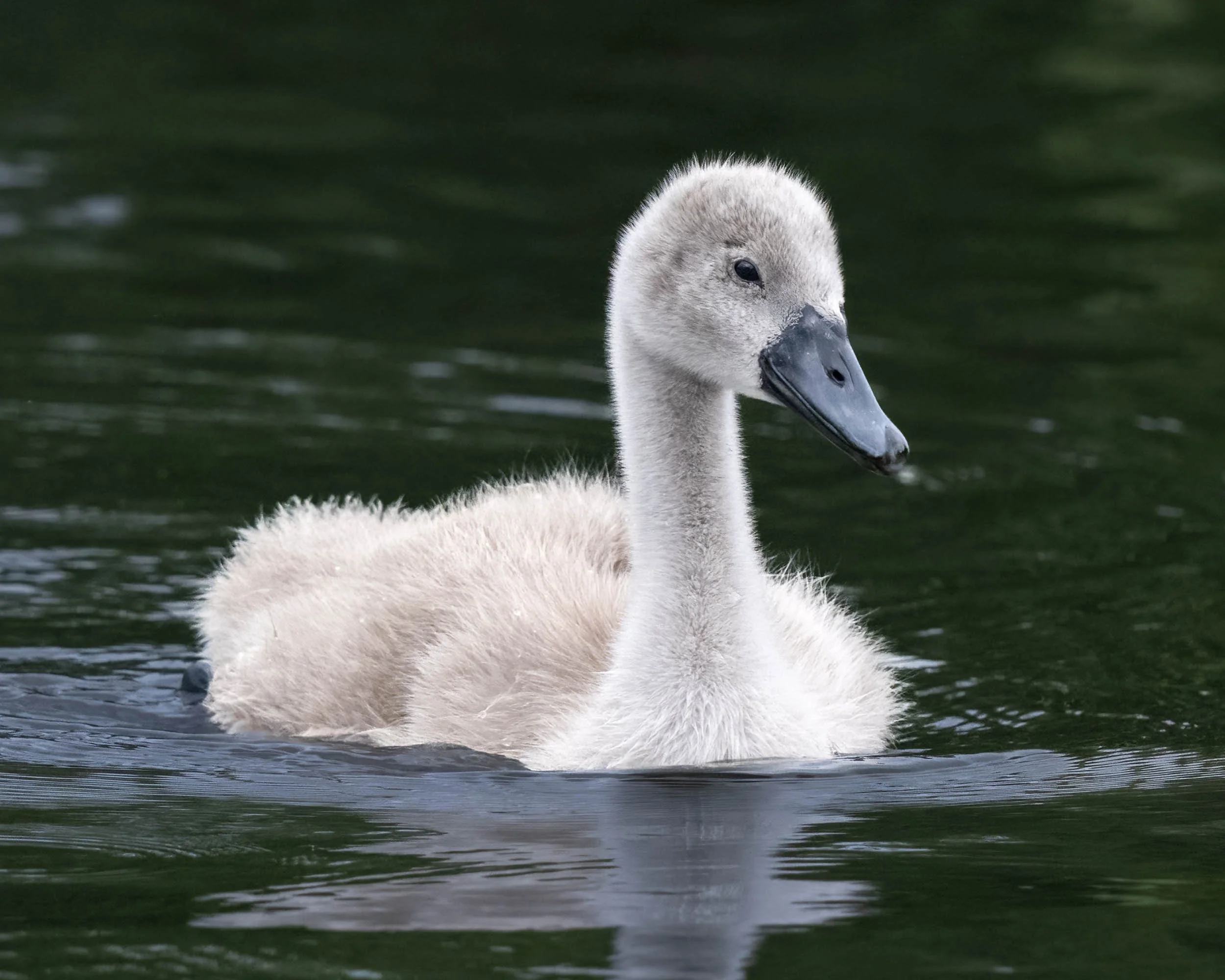 Mute Swan Cygnet | Slimbridge WWT
