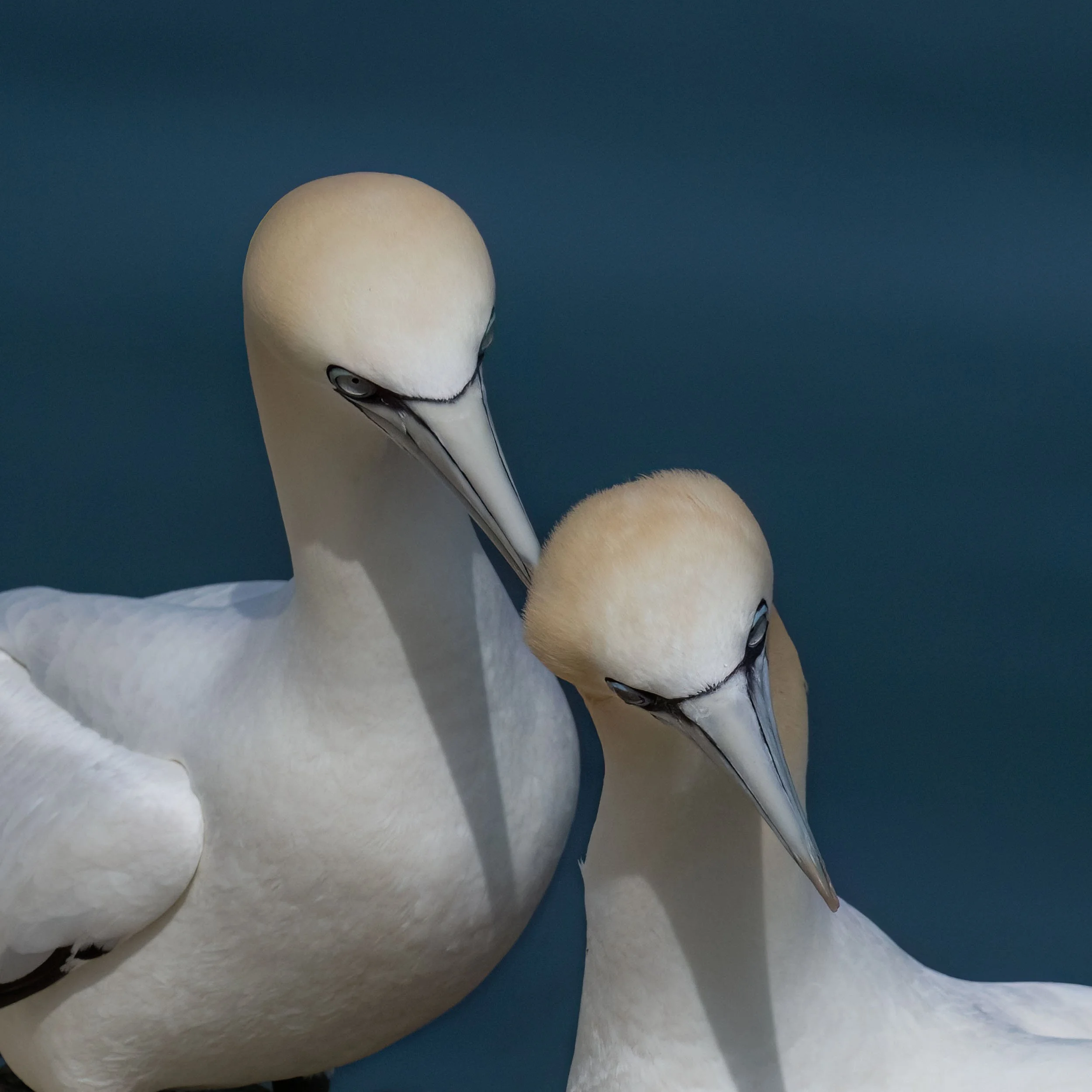 Northern Gannets | RSPB Bempton Cliffs