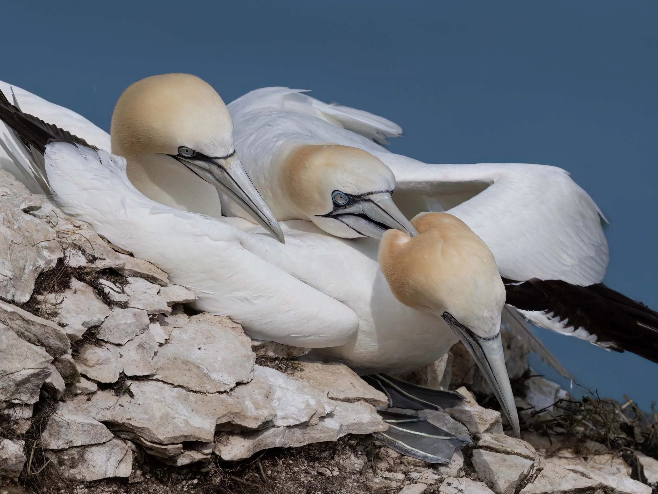 Northern Gannets | RSPB Bempton Cliffs