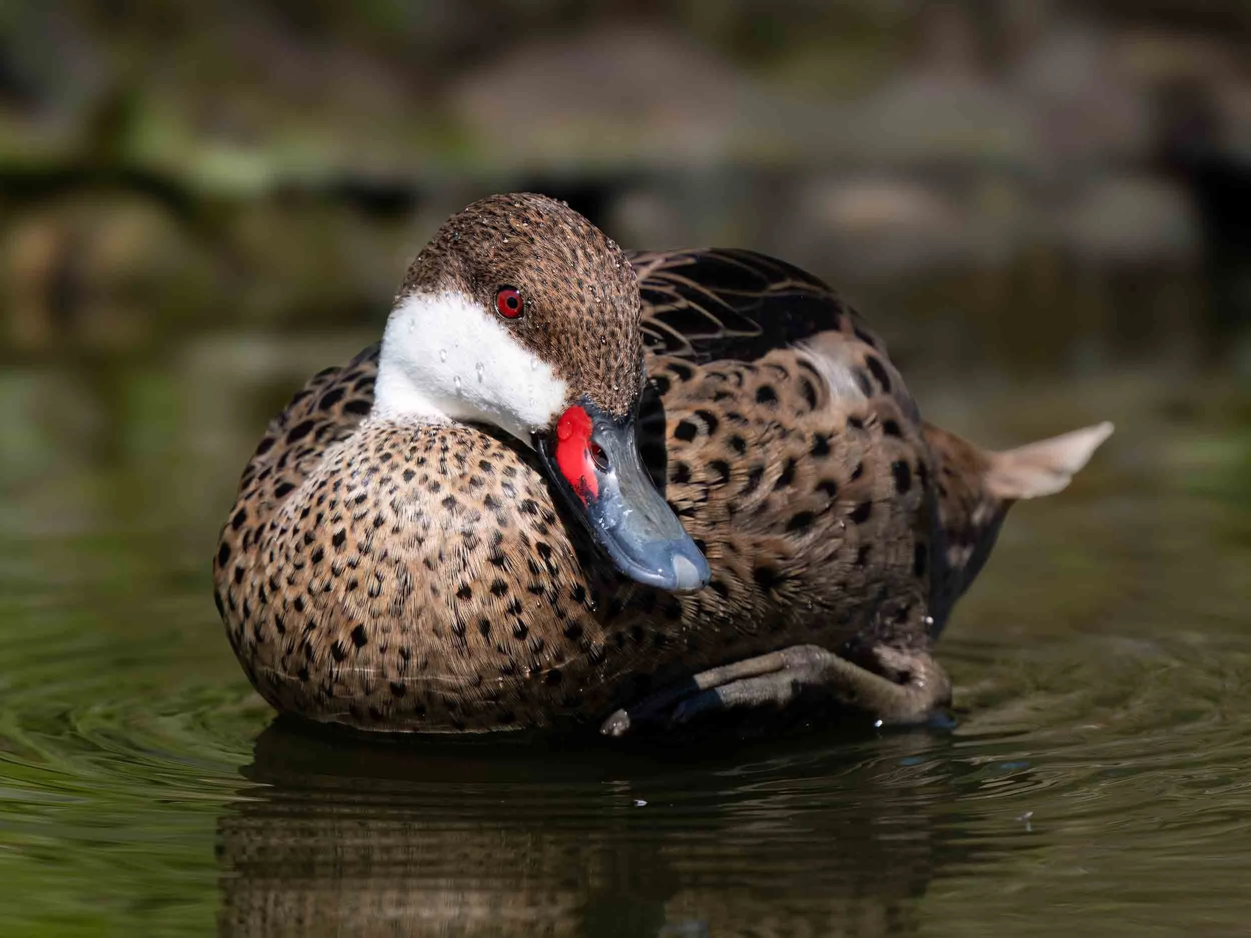 White Cheeked Pintail | Martin Mere WWT