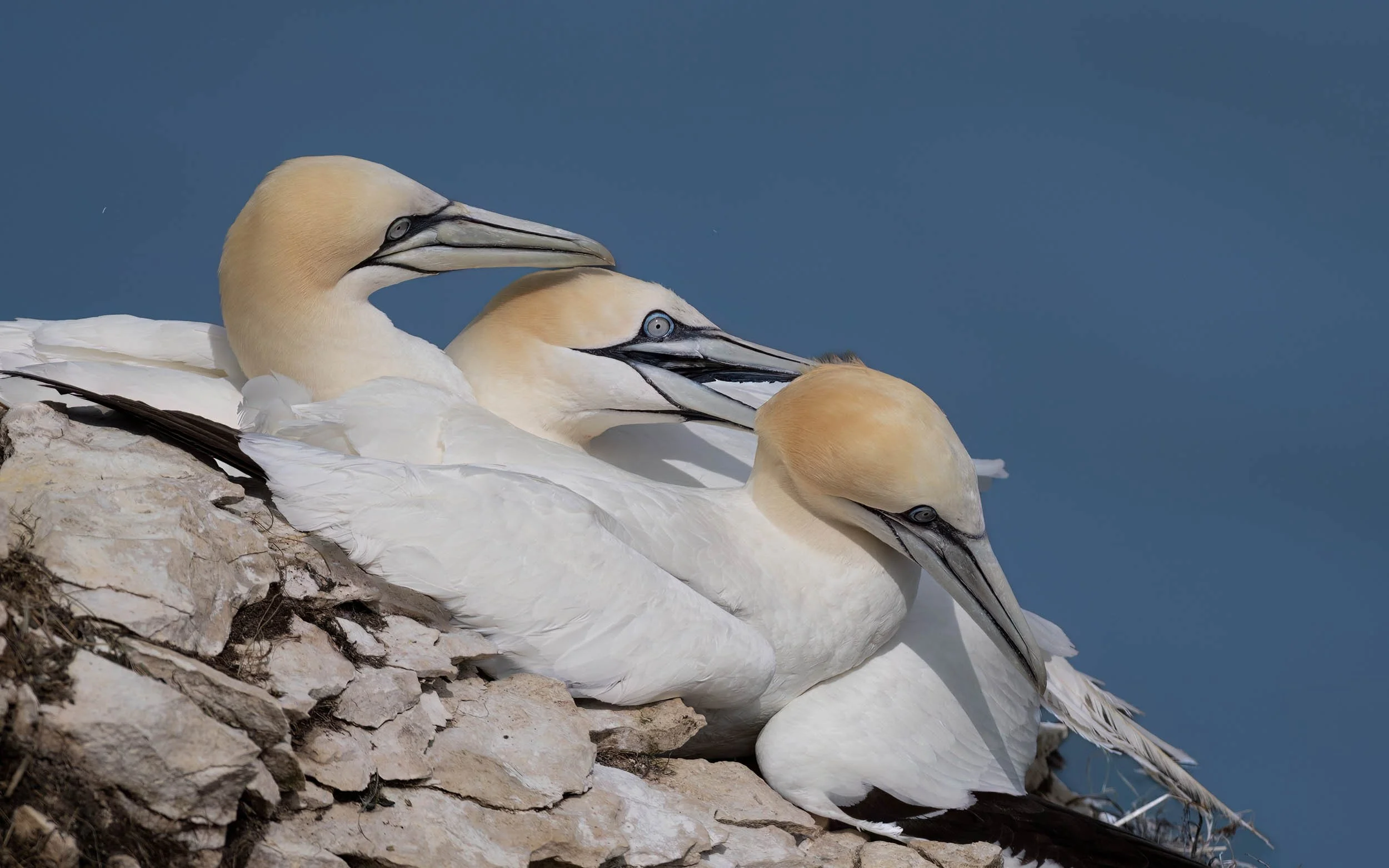 Northern Gannets | RSPB Bempton Cliffs