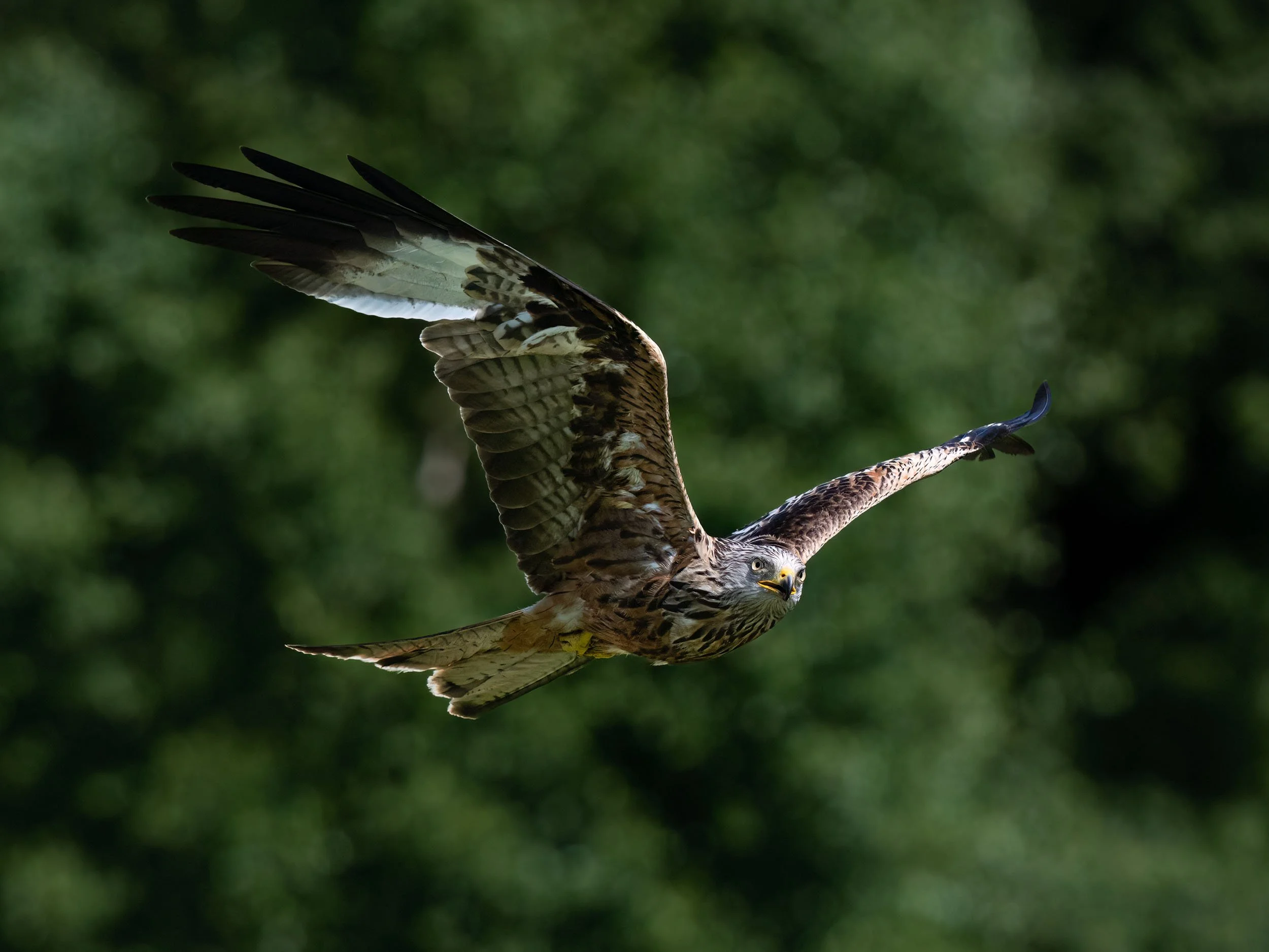 Red Kite | Gigrin Farm | Rhayader | Wales
