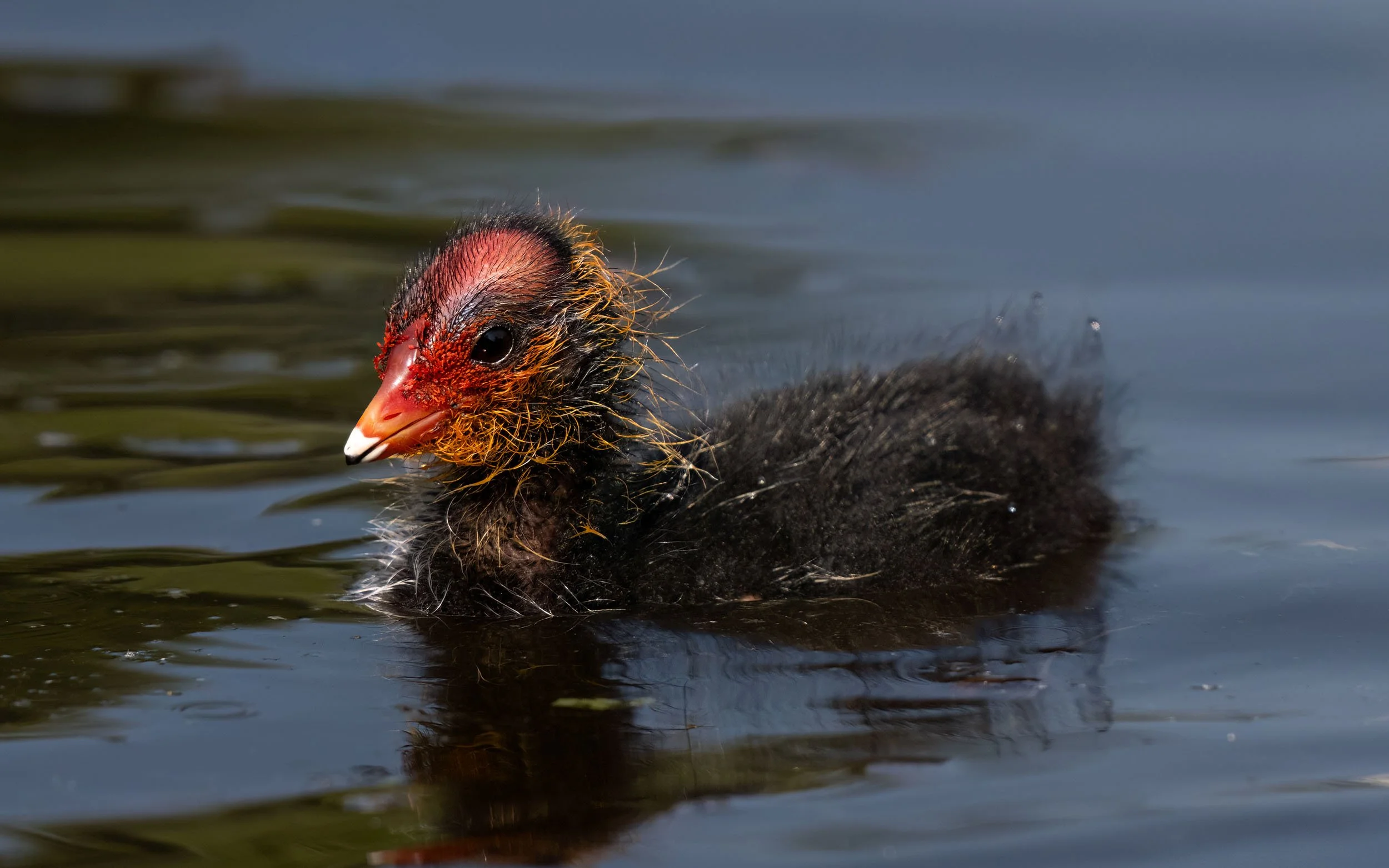 Coot Chick | Martin Mere WWT