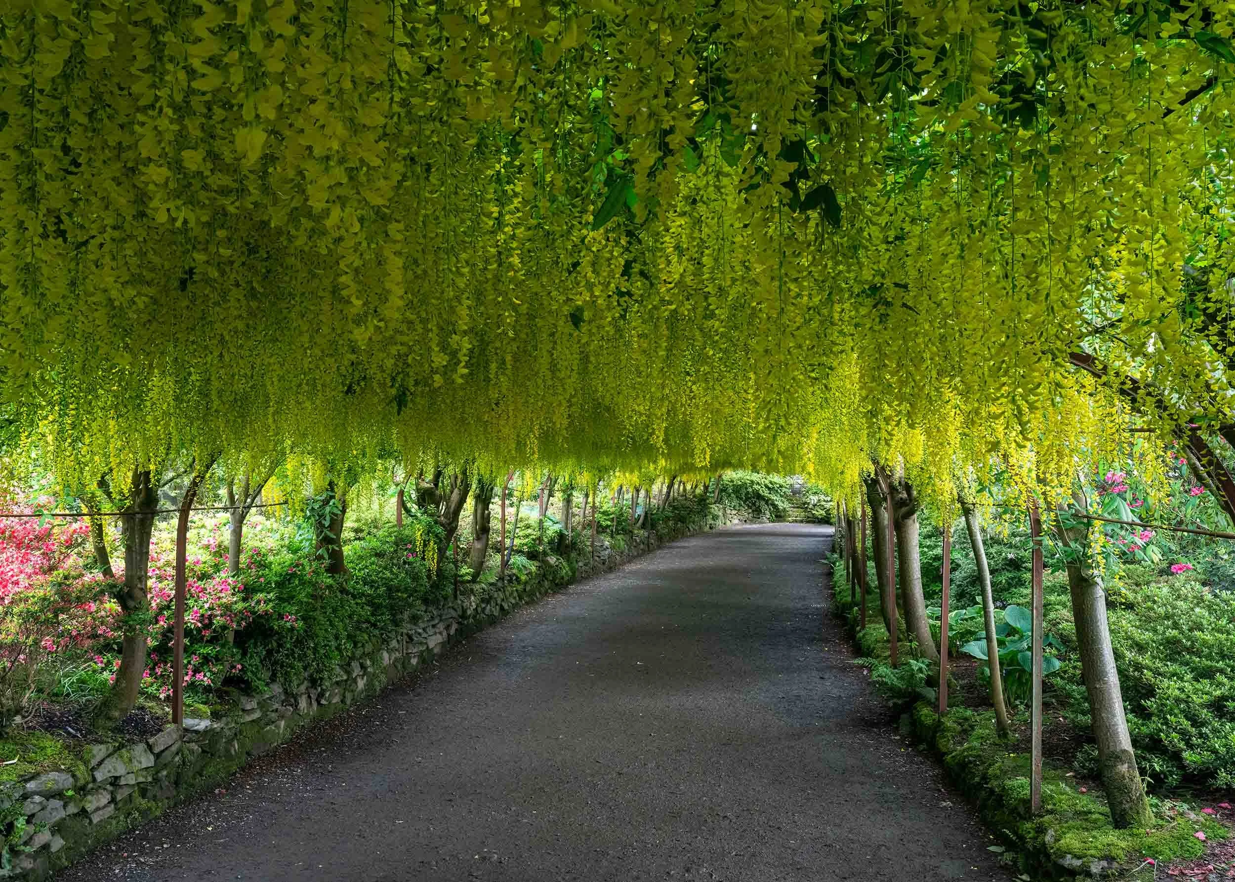 Laburnum Arch | Bodnant Gardens | North Wales