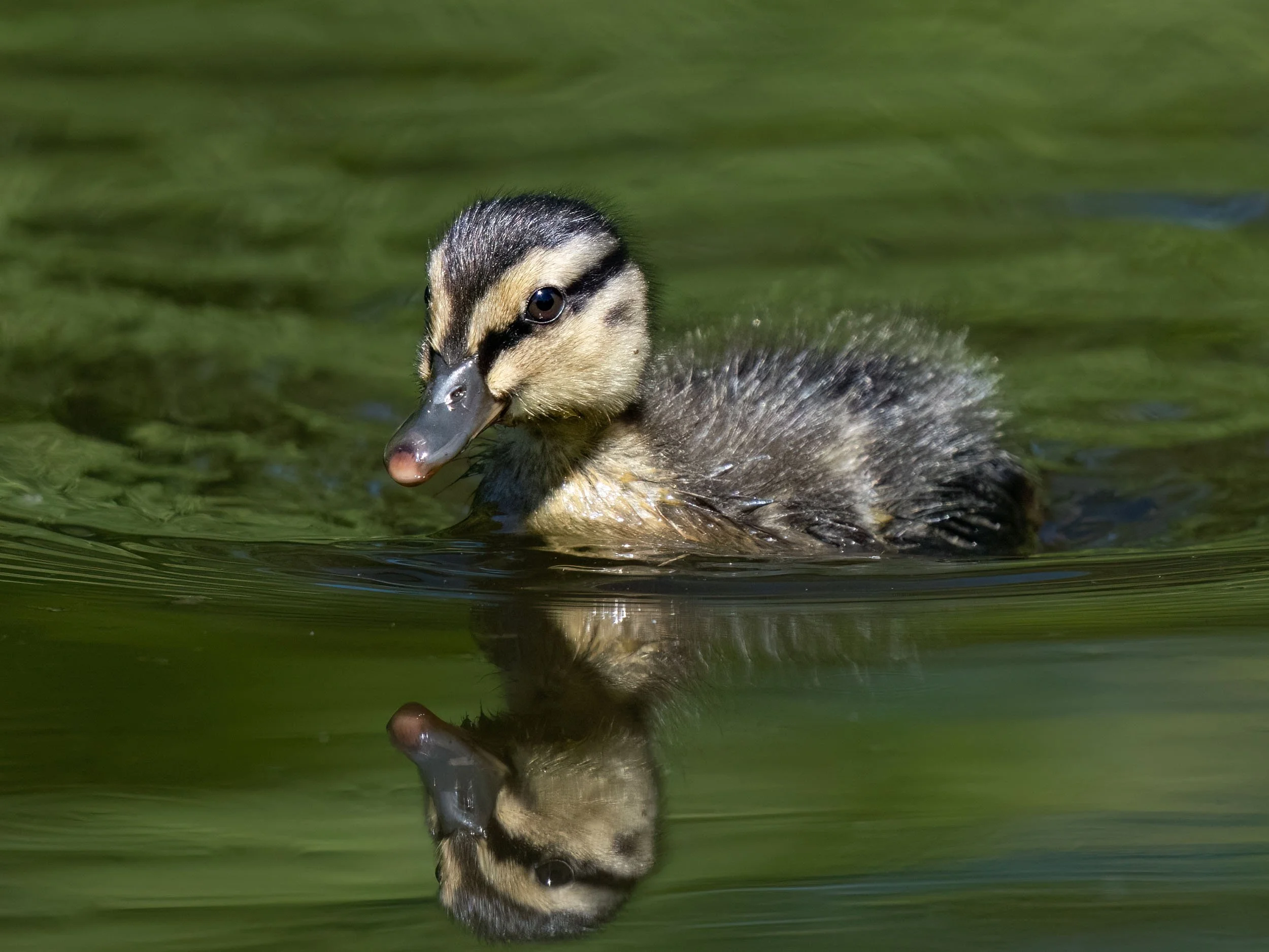 Mallard Duckling | Martin Mere WWT
