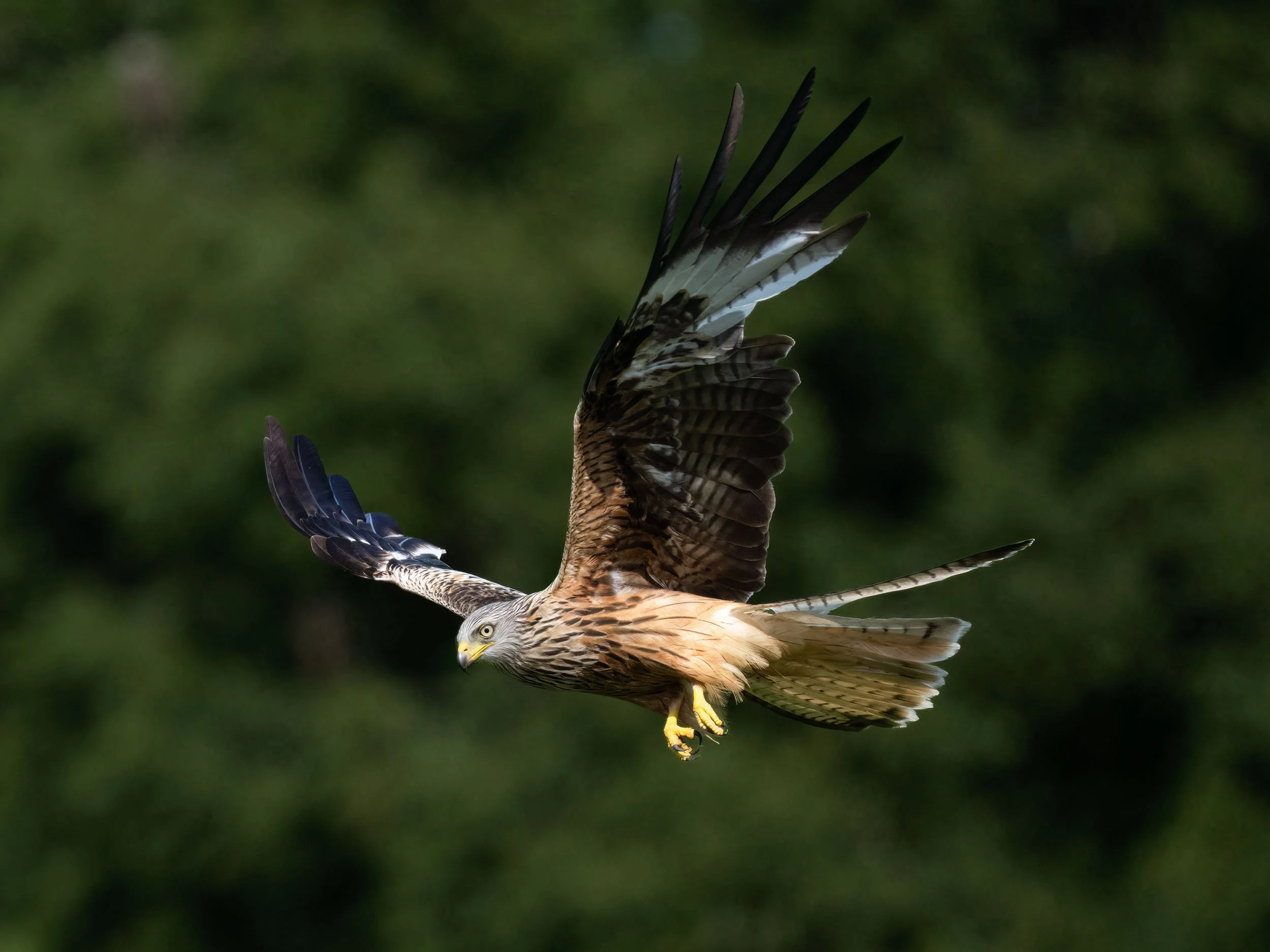 Red Kite | Gigrin Farm | Rhayader | Wales