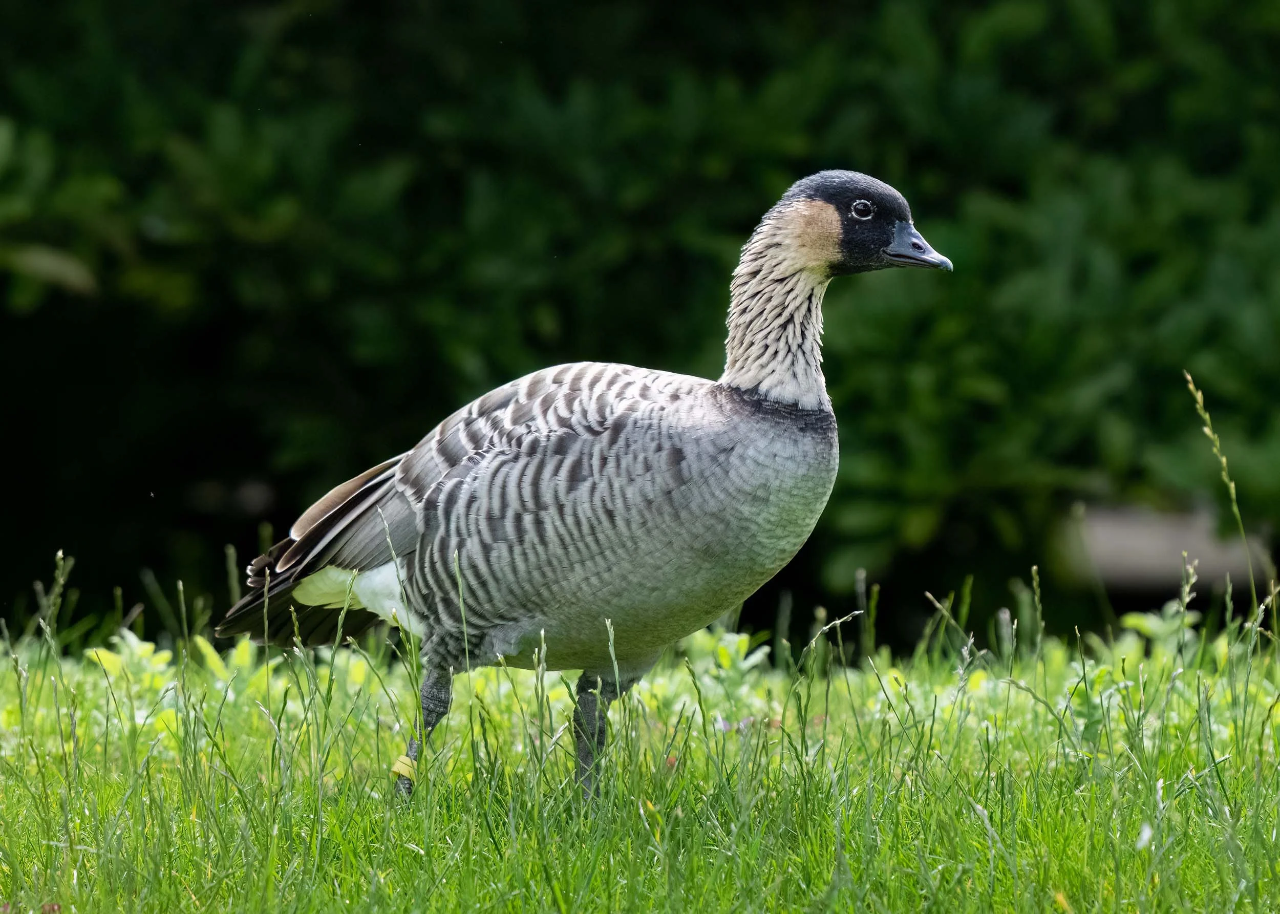 Nene | Slimbridge WWT