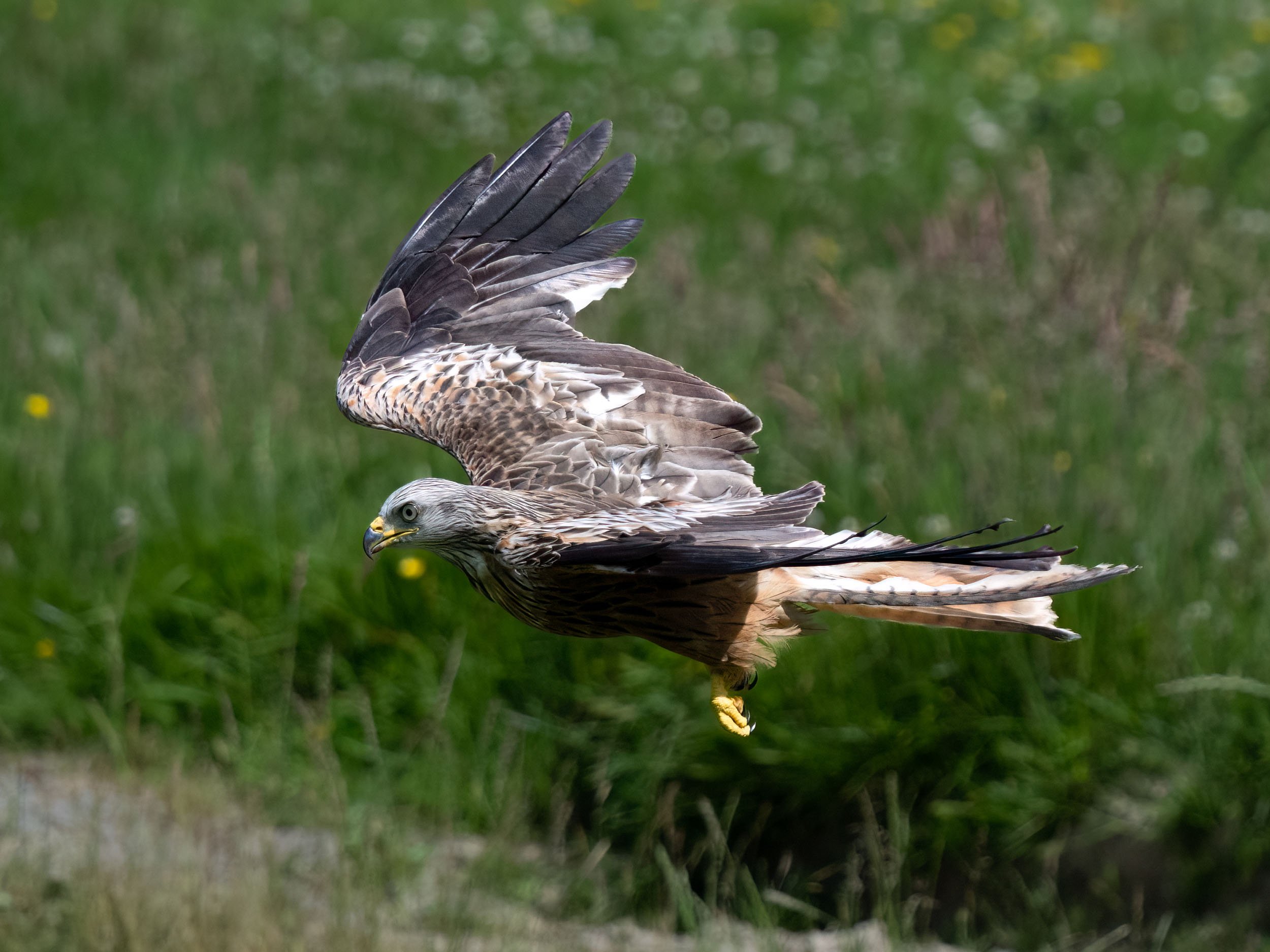 Red Kite | Gigrin Farm | Rhayader | Wales