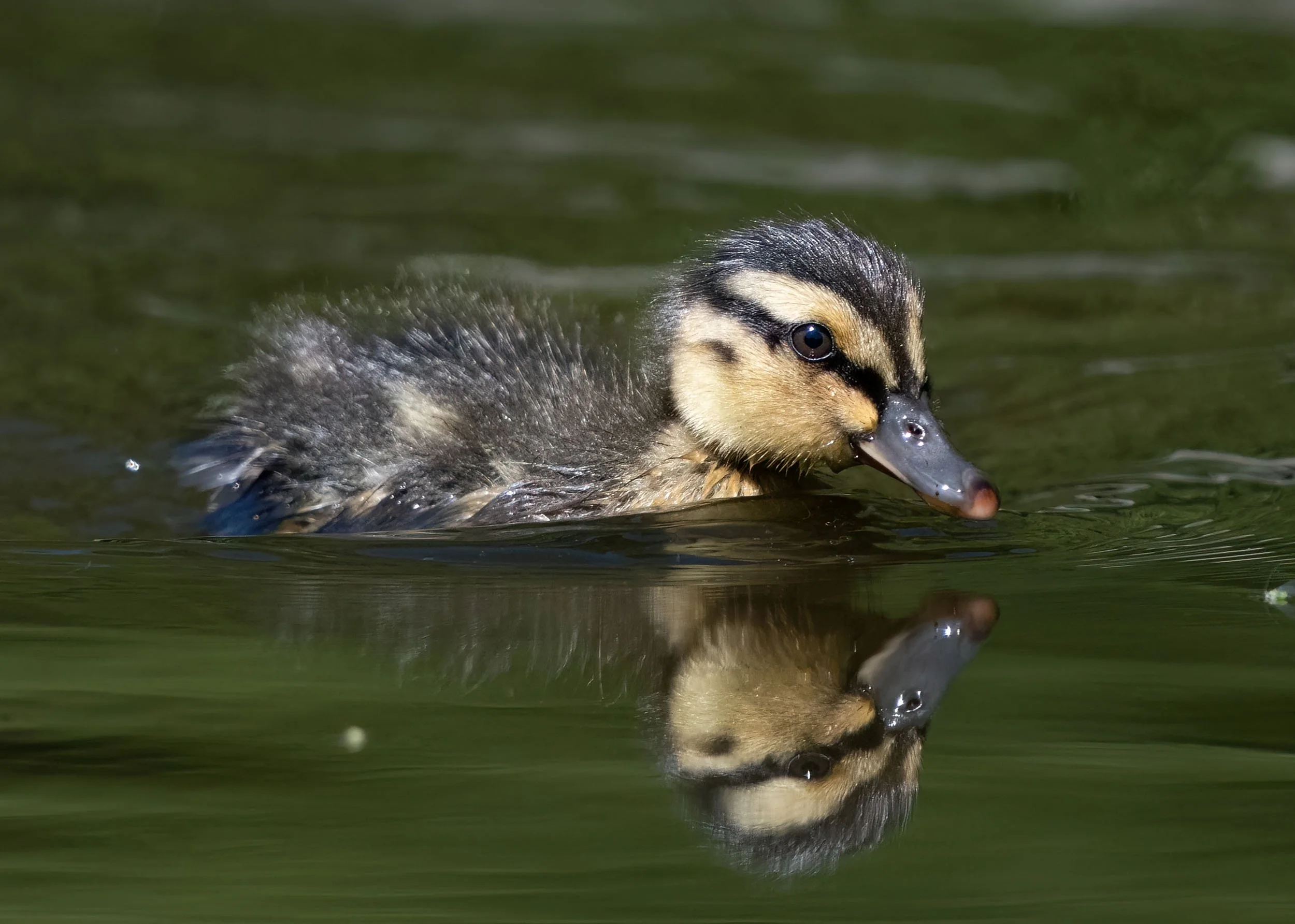 Mallard Duckling | Martin Mere WWT