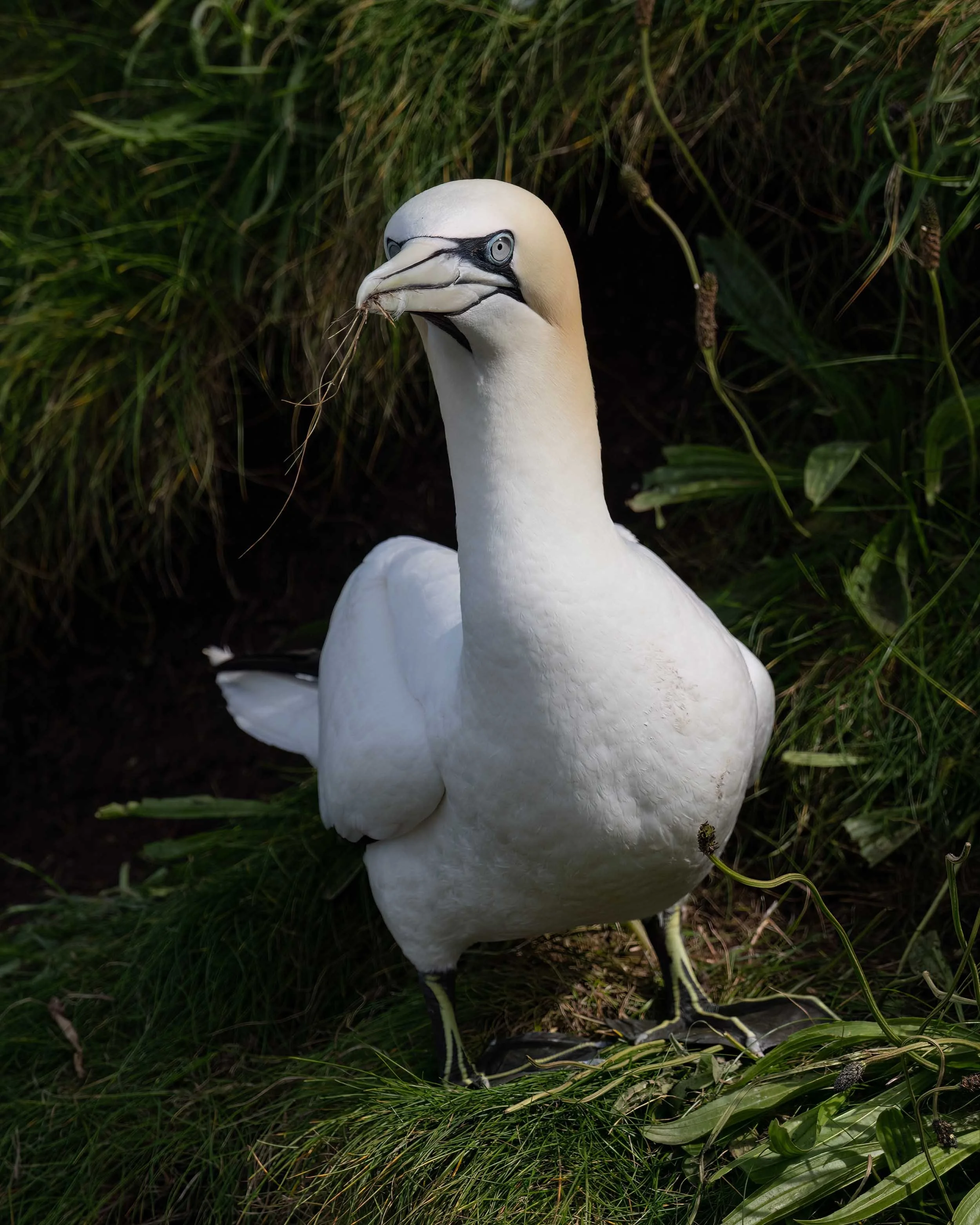 Northern Gannet | RSPB Bempton Cliffs