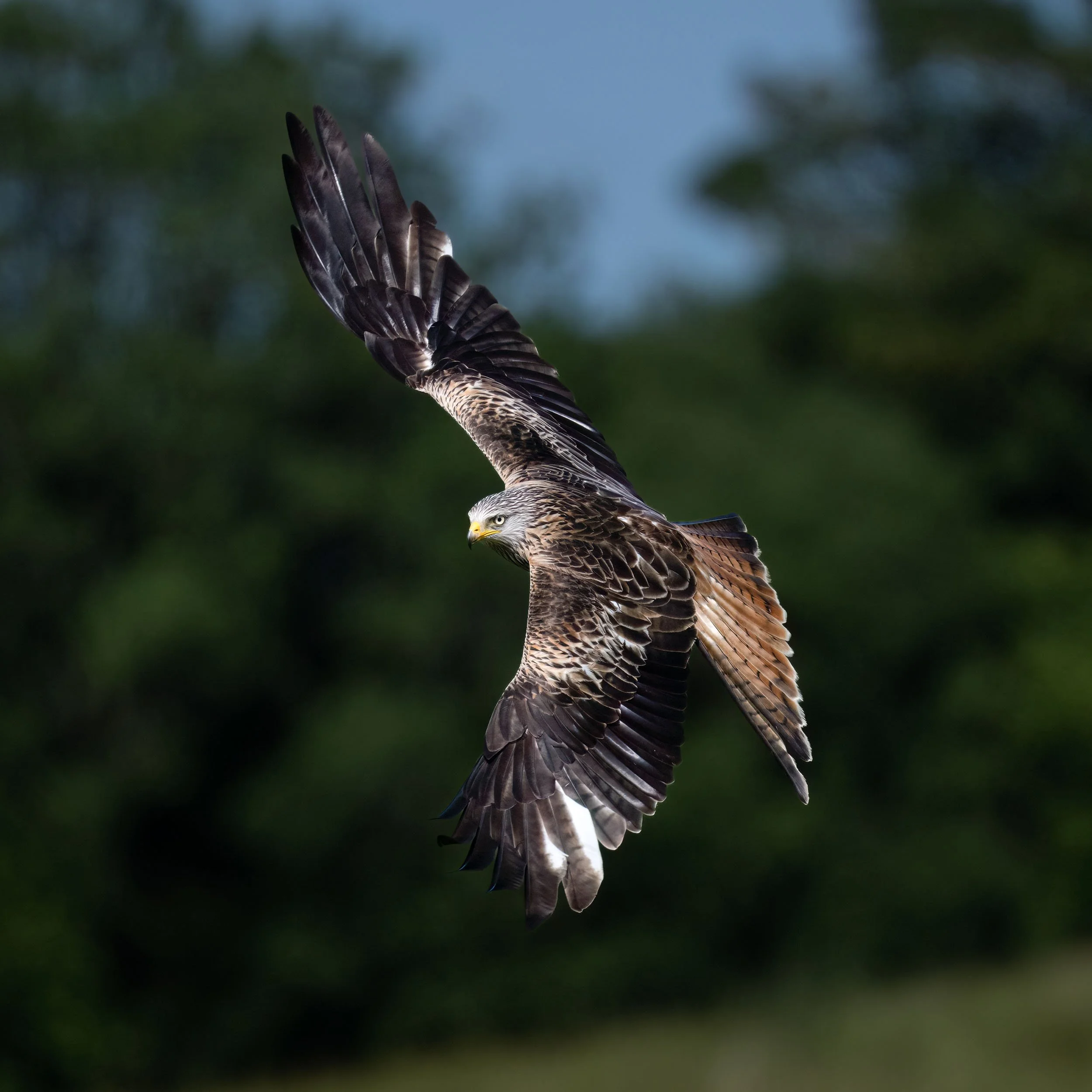 Red Kite | Gigrin Farm | Rhayader | Wales