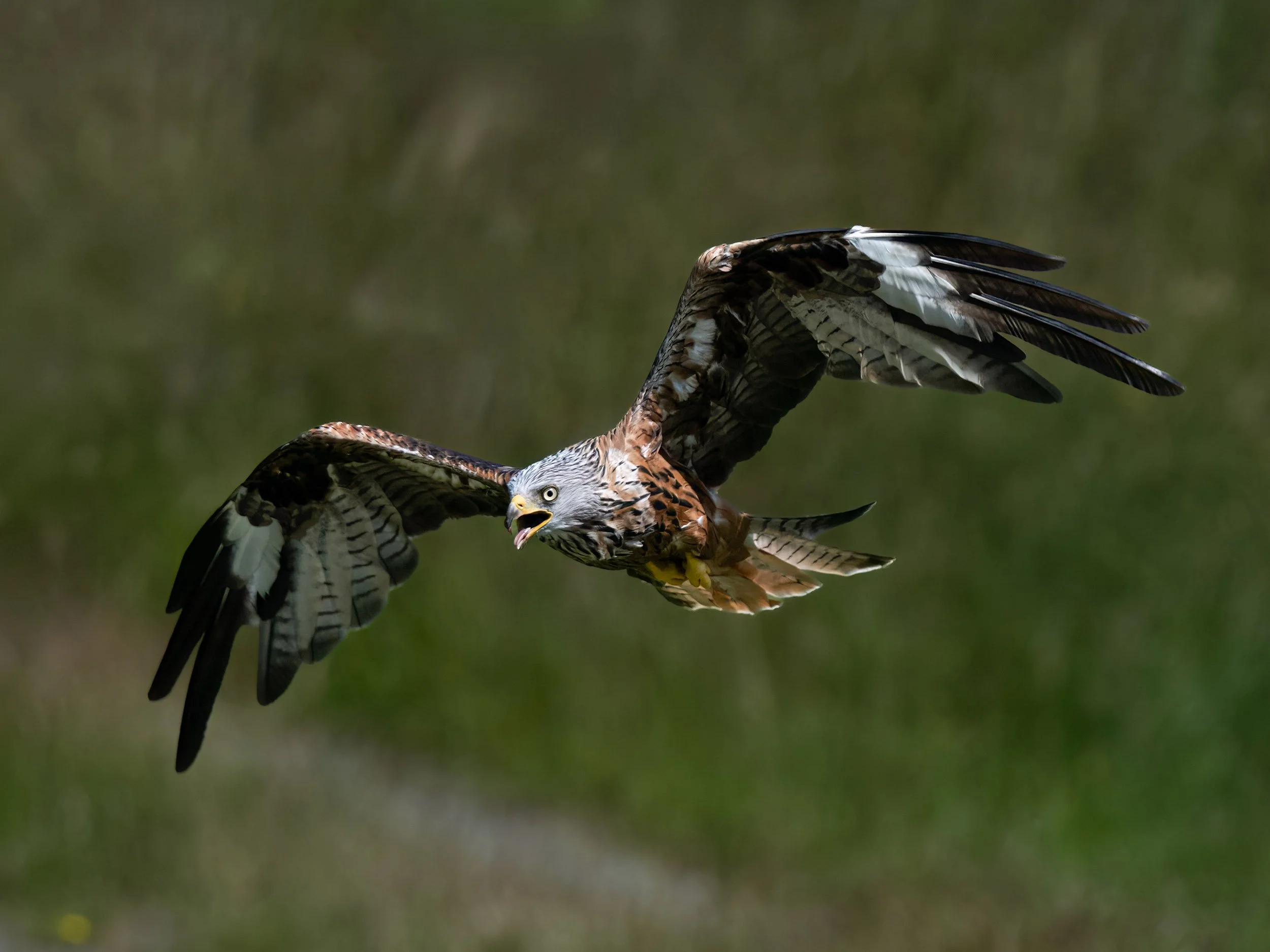 Red Kite | Gigrin Farm | Rhayader | Wales