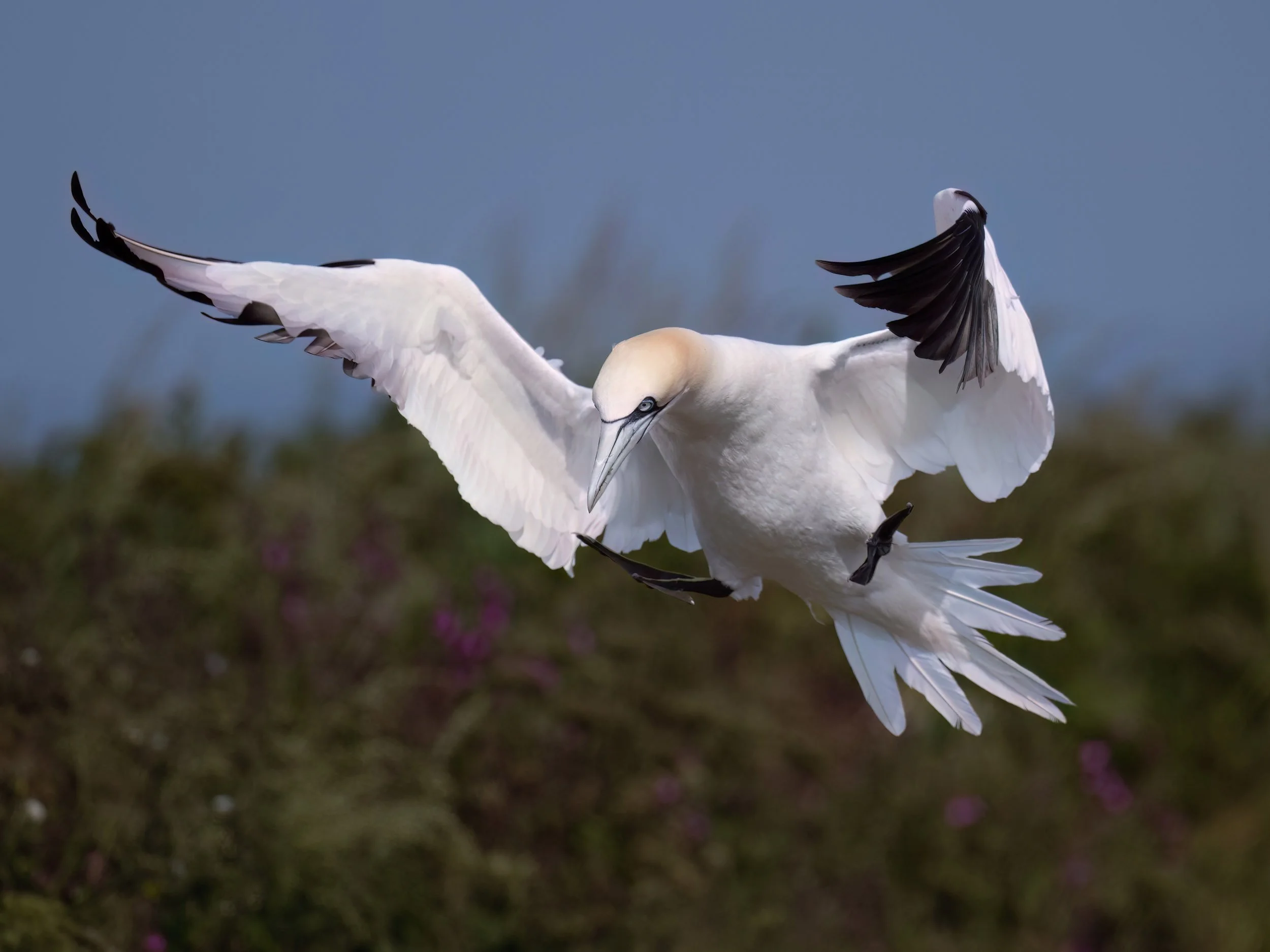 Northern Gannet | RSPB Bempton Cliffs