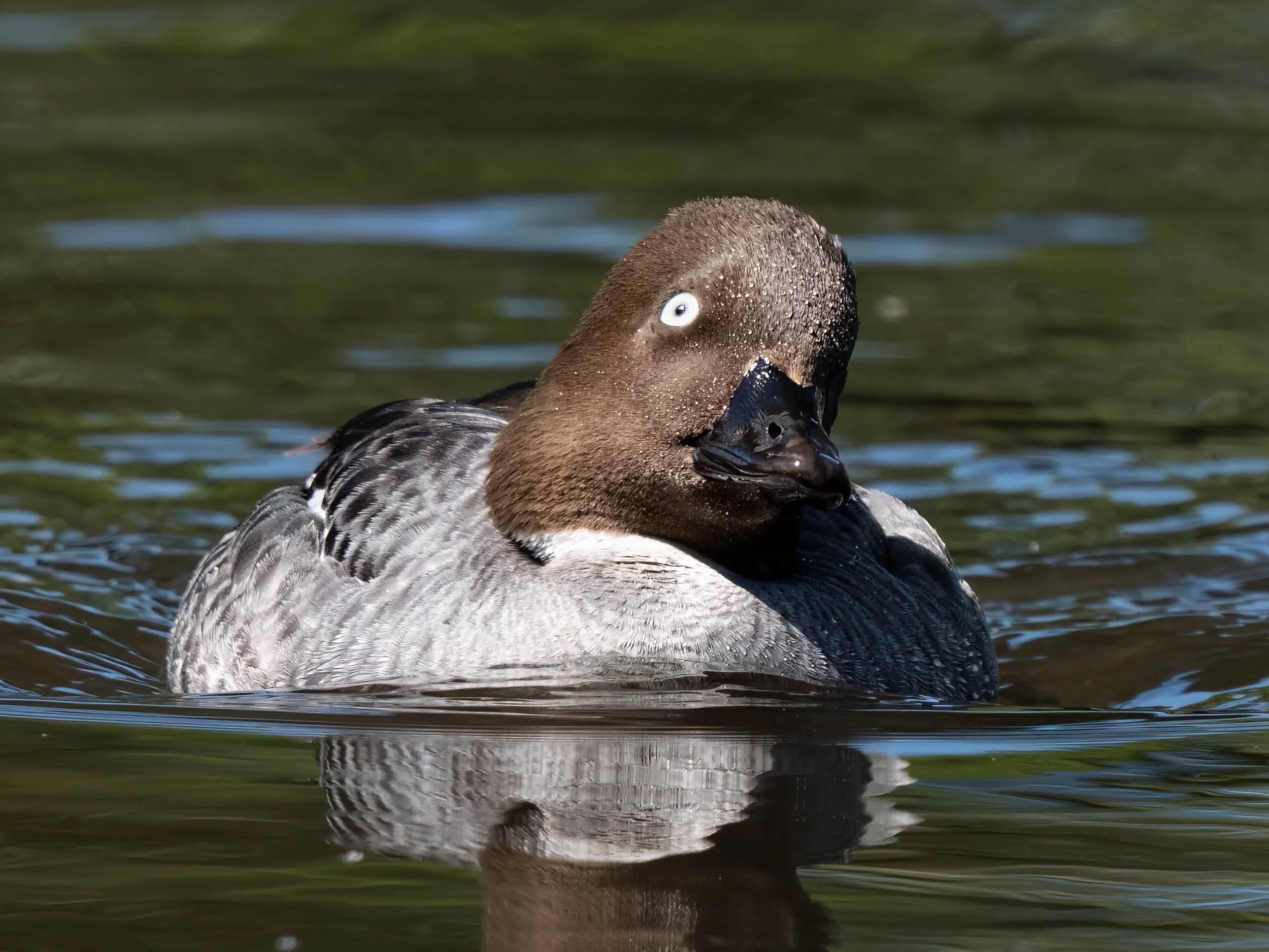 Female Common Goldeneye | Martin Mere WWT