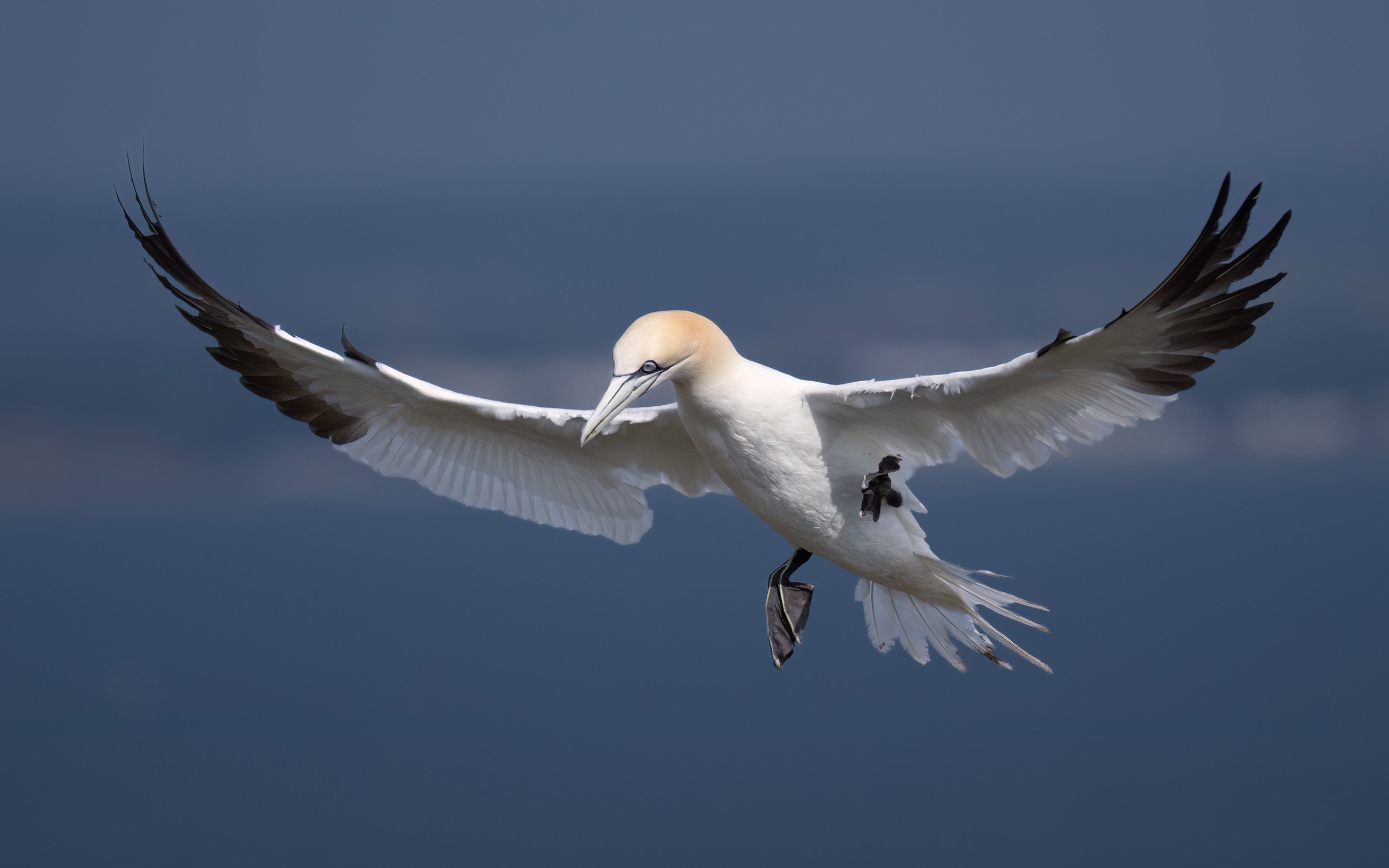 Northern Gannet | RSPB Bempton Cliffs