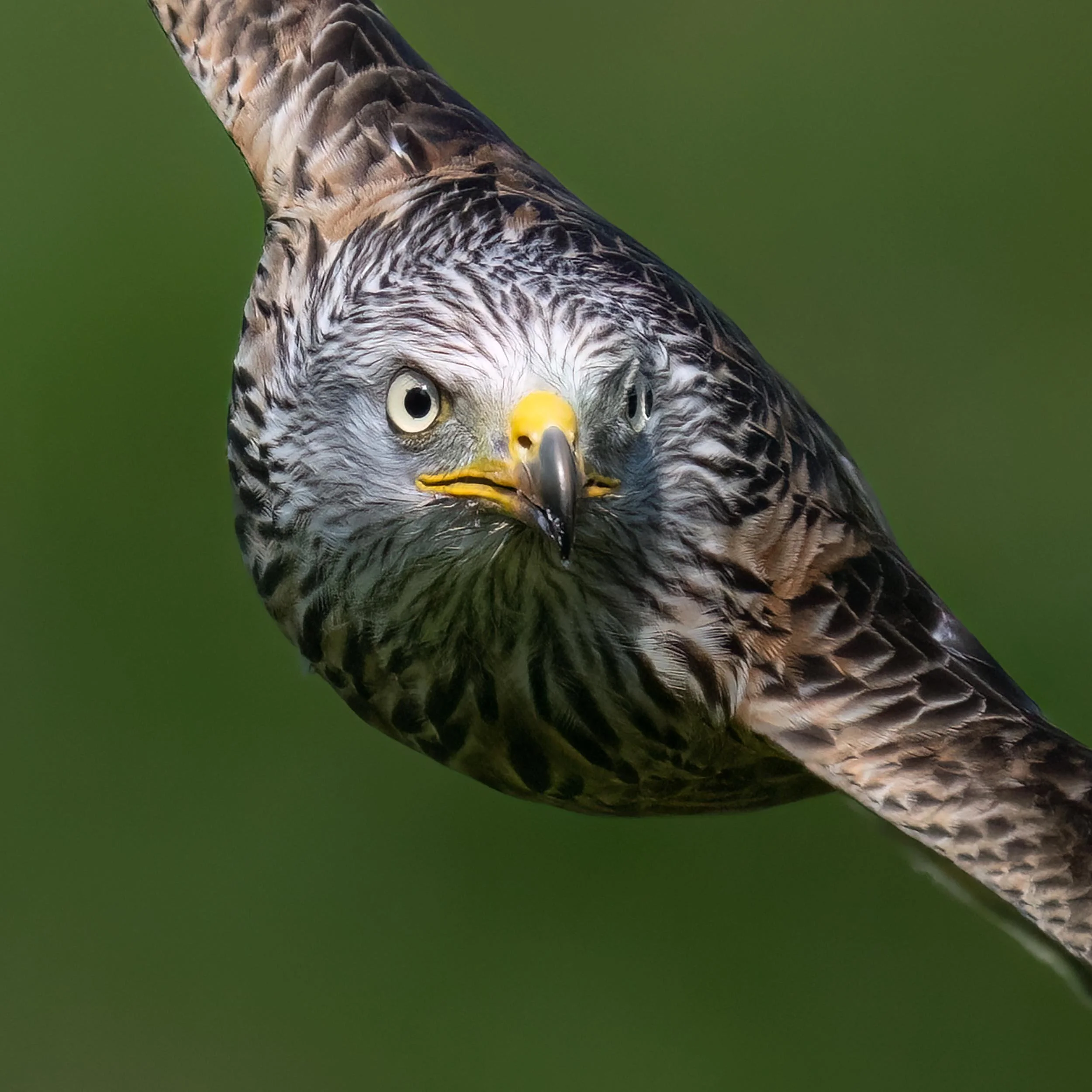Red Kite | Gigrin Farm | Rhayader | Wales