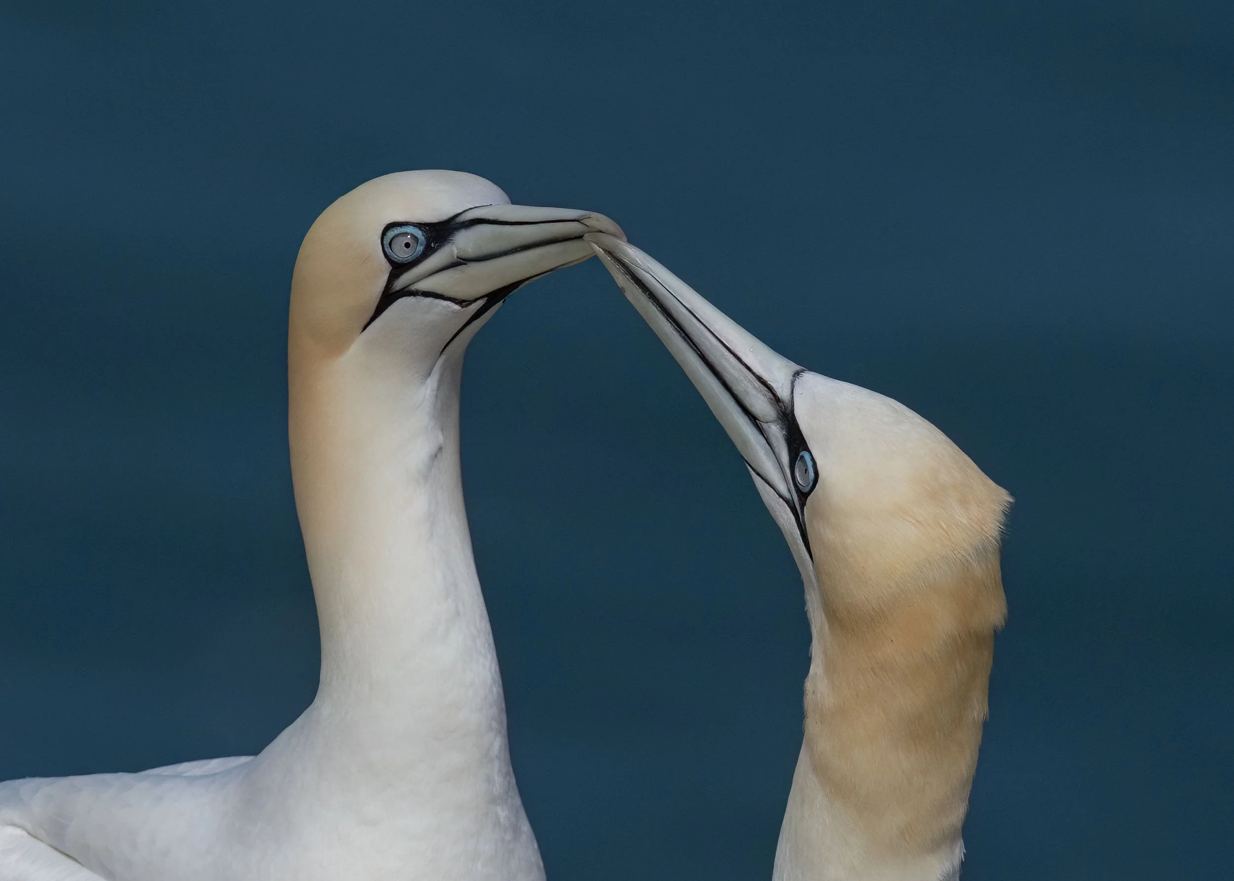 Northern Gannets | RSPB Bempton Cliffs