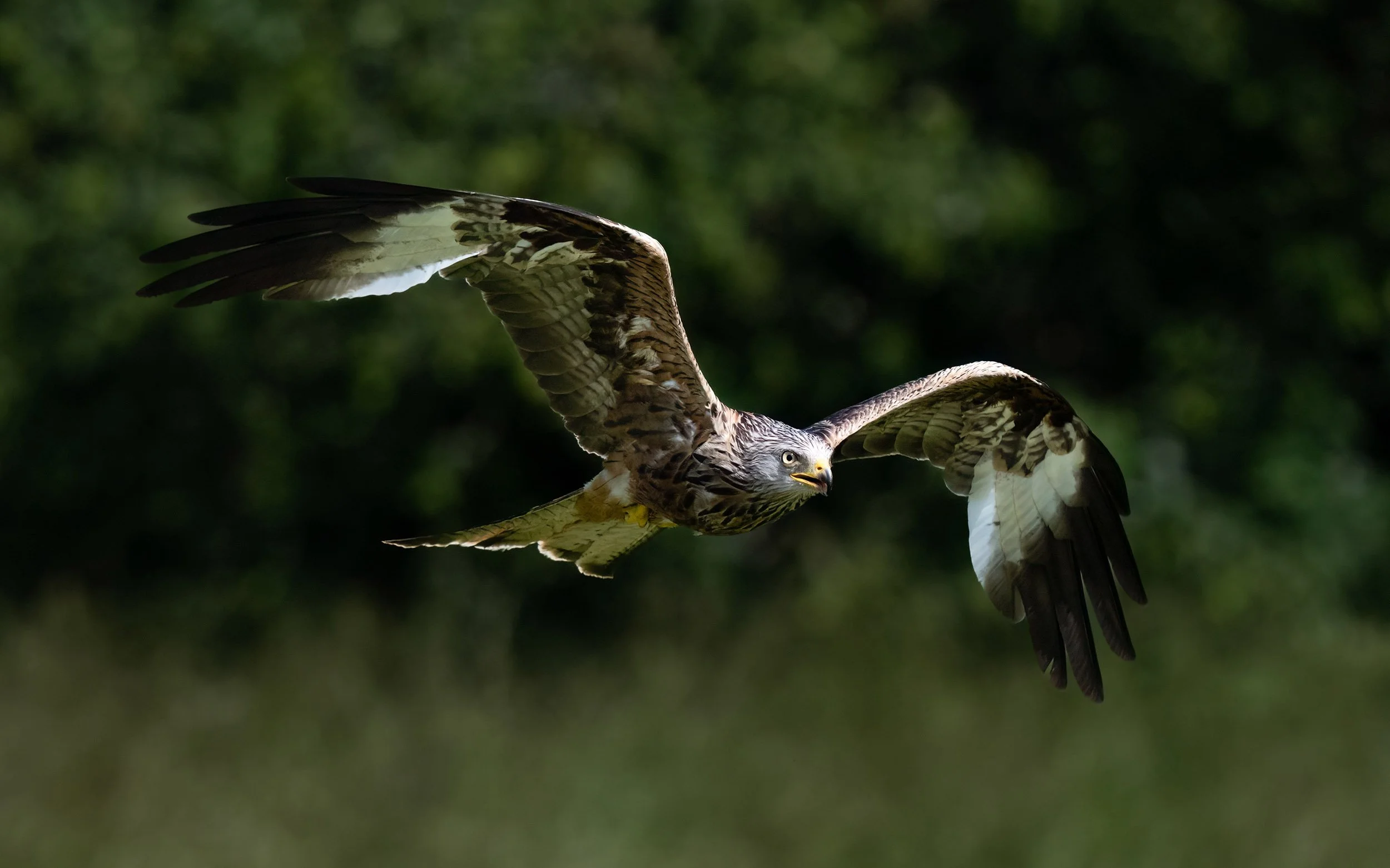 Red Kite | Gigrin Farm | Rhayader | Wales