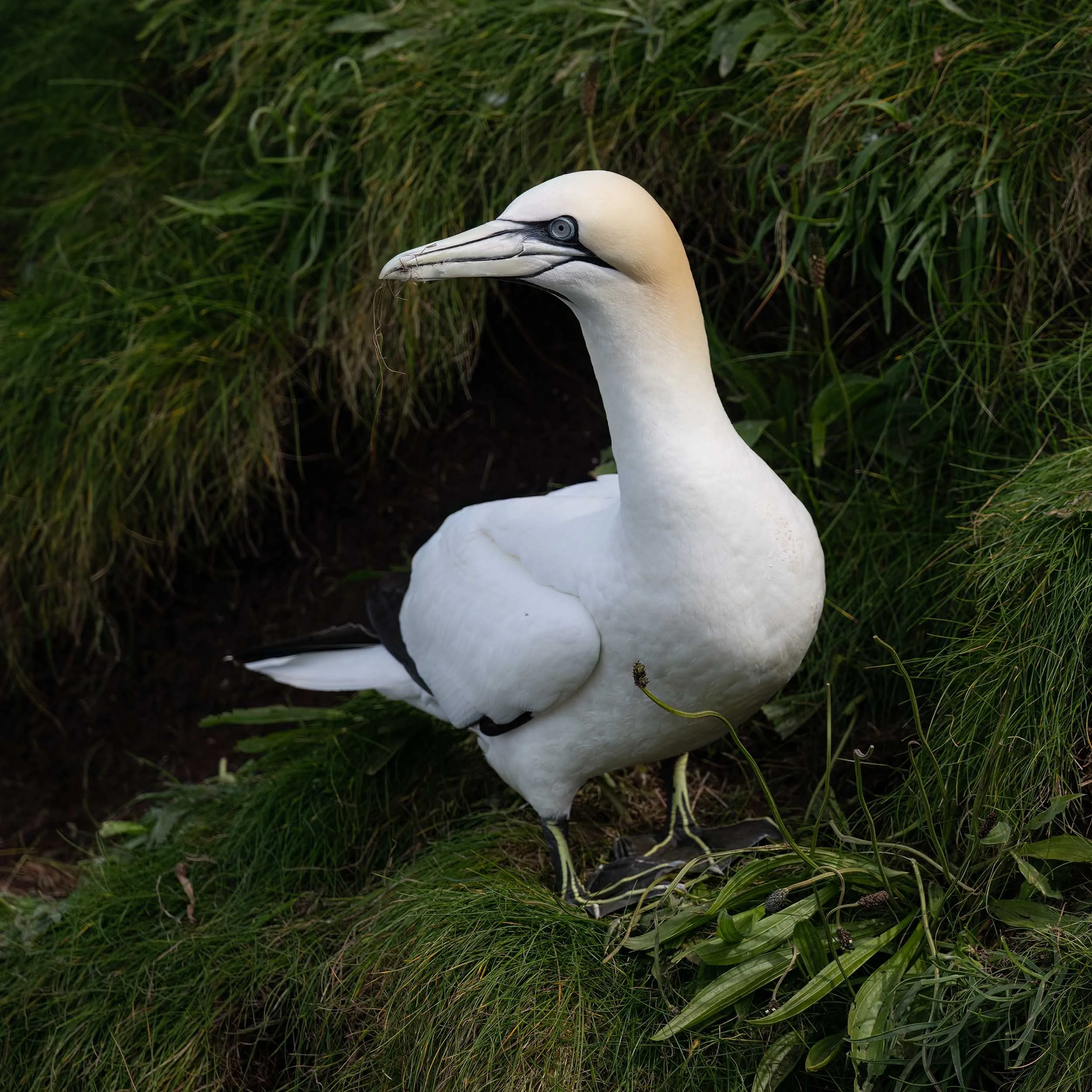 Northern Gannet | RSPB Bempton Cliffs