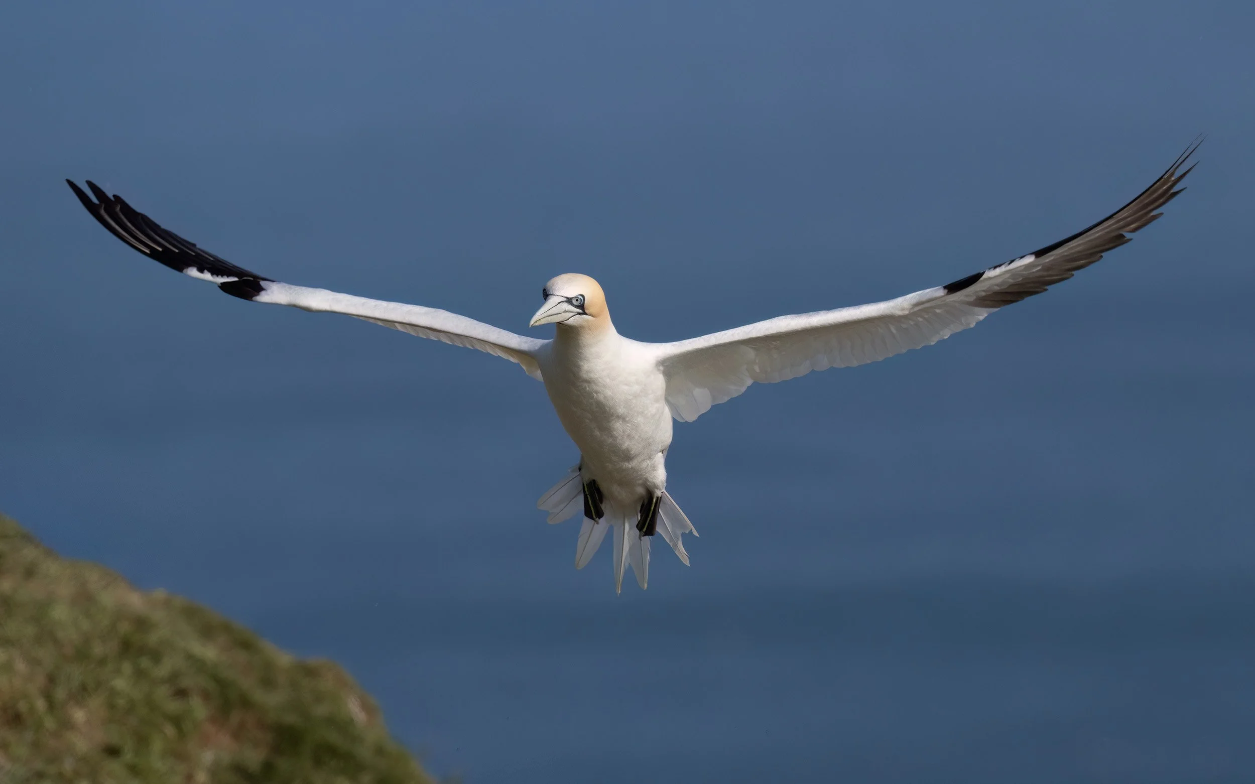Northern Gannet | RSPB Bempton Cliffs