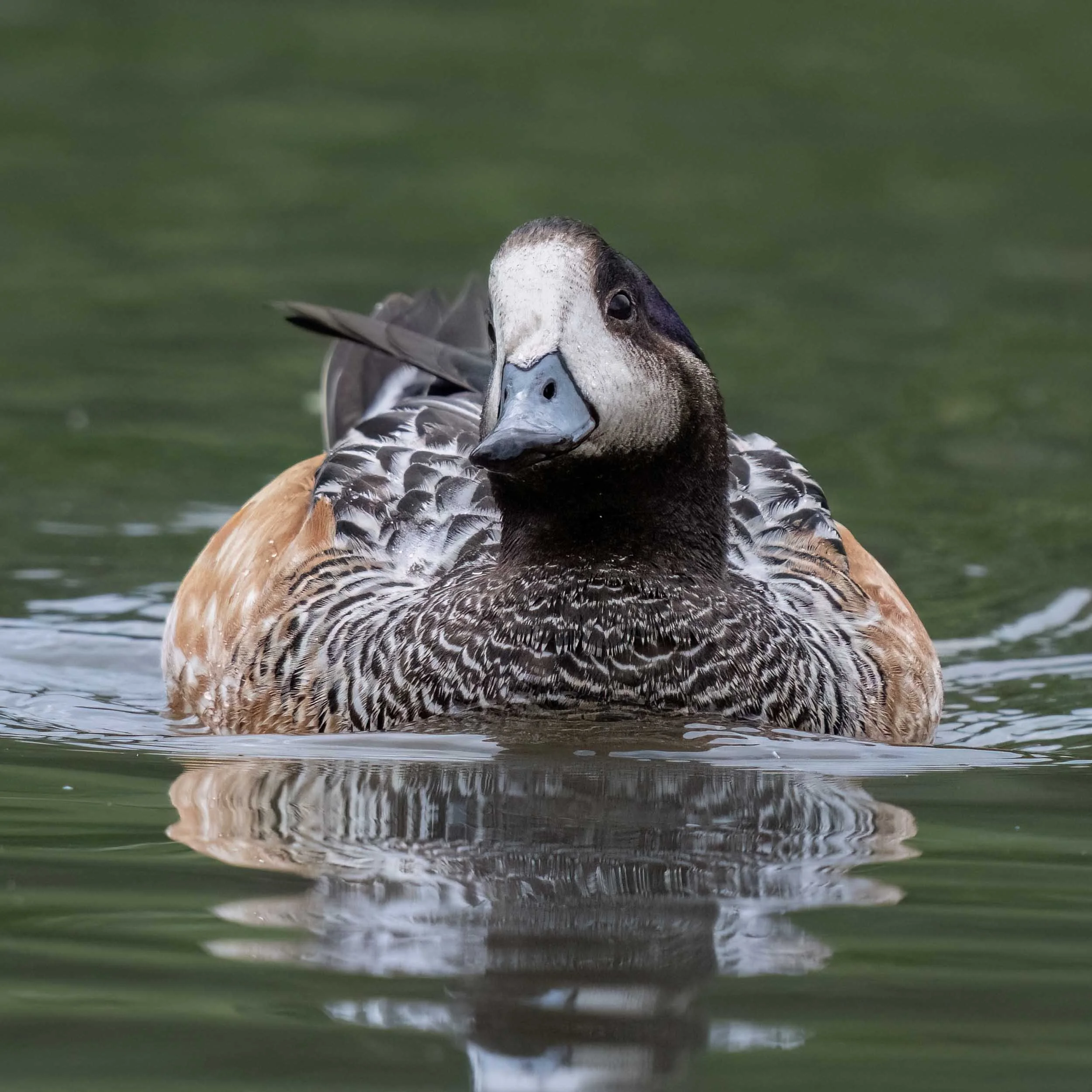 Chiloe Wigeon | Slimbridge WWT