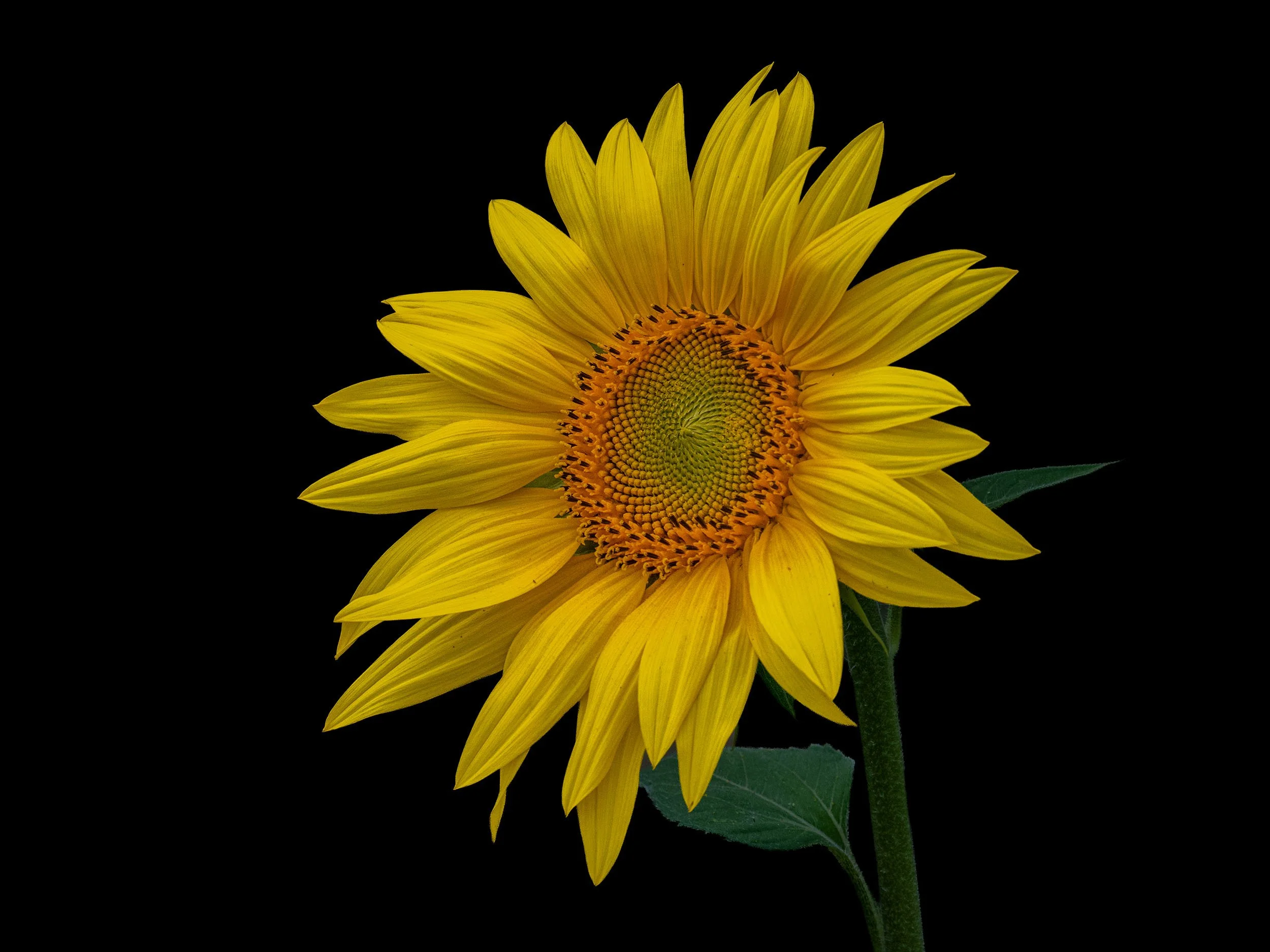 Sunflower | Barlow | England