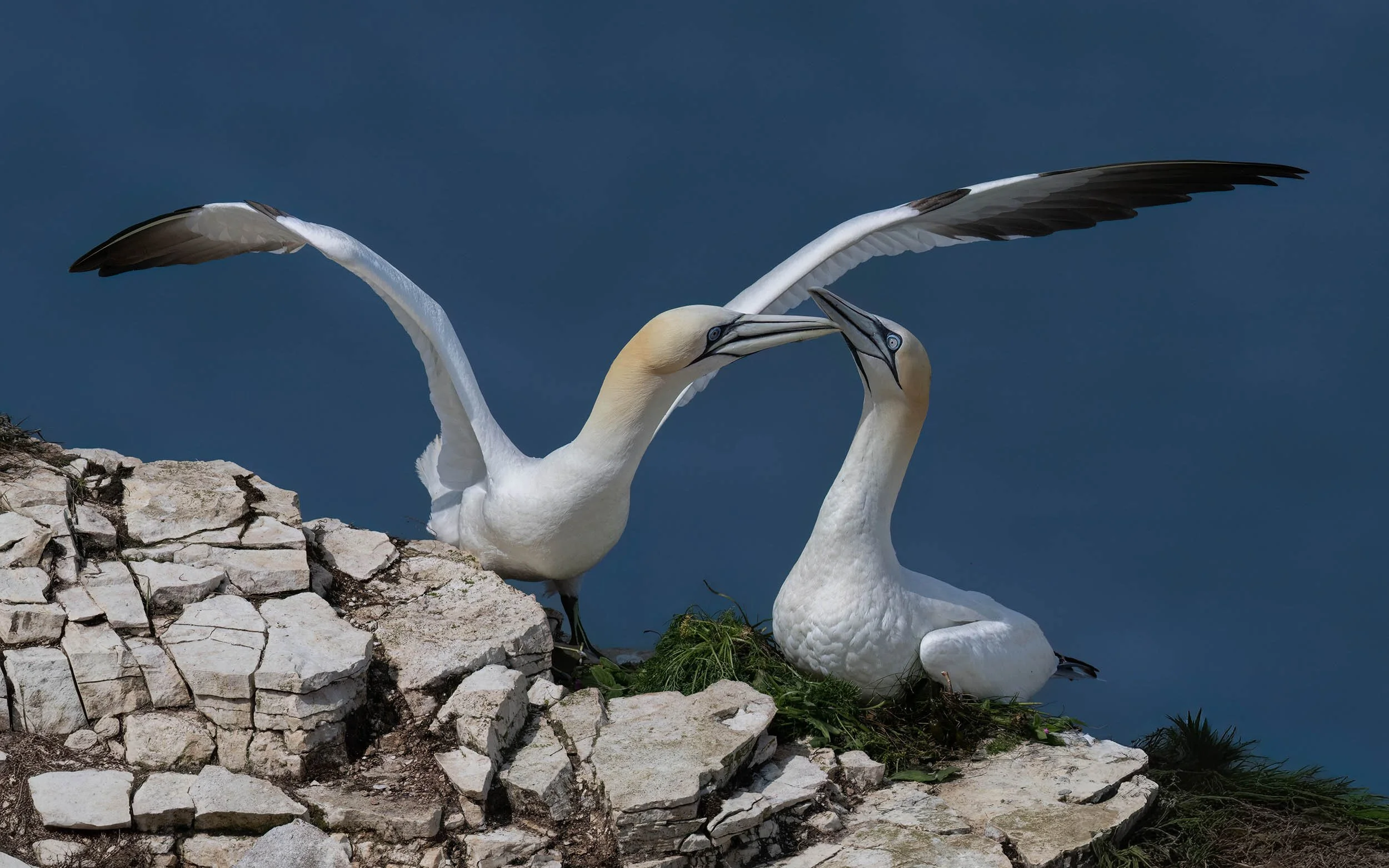 Northern Gannets | RSPB Bempton Cliffs