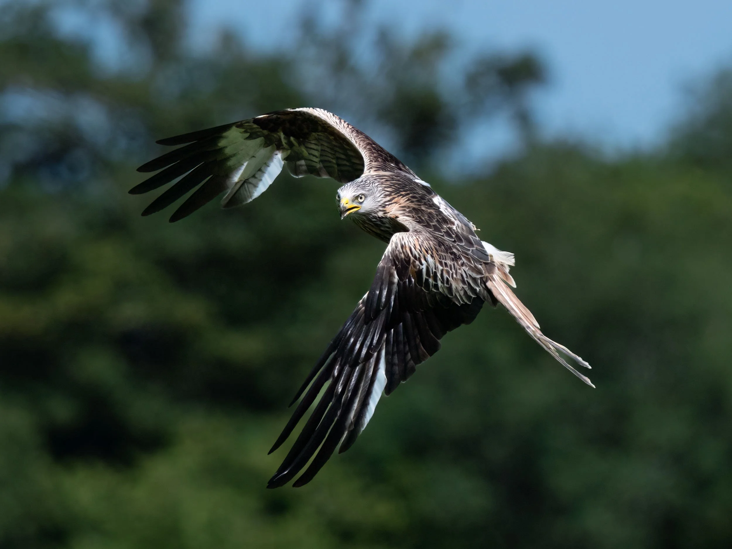Red Kite | Gigrin Farm | Rhayader | Wales