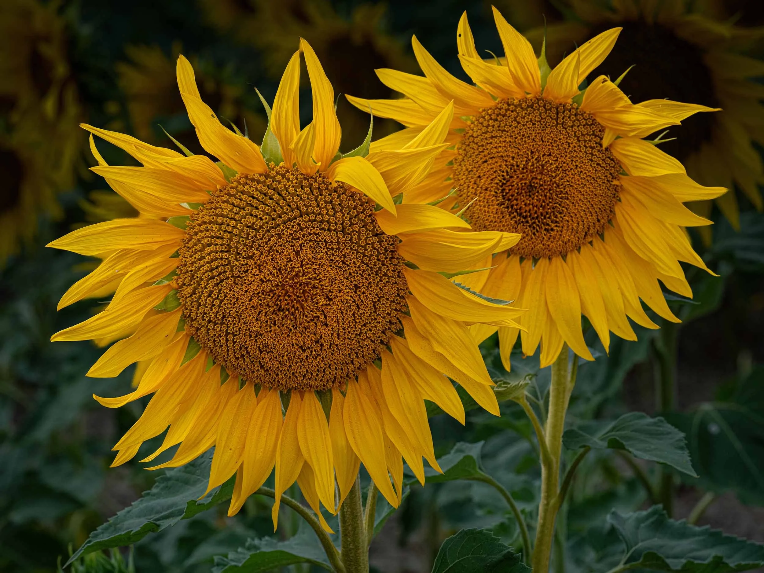 Sunflowers | Barlow | England