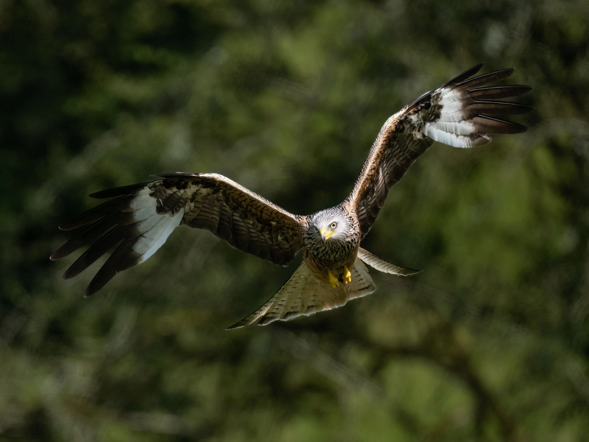 Red Kite | Gigrin Farm | Rhayader | Wales