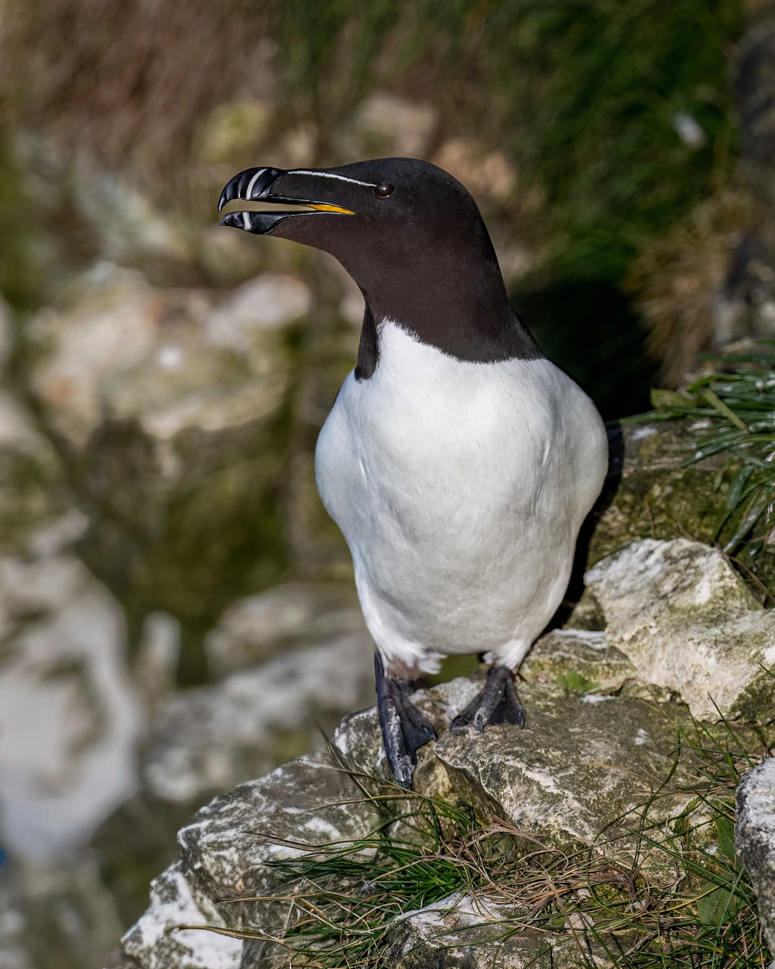 Razorbill | RSPB Bempton Cliffs