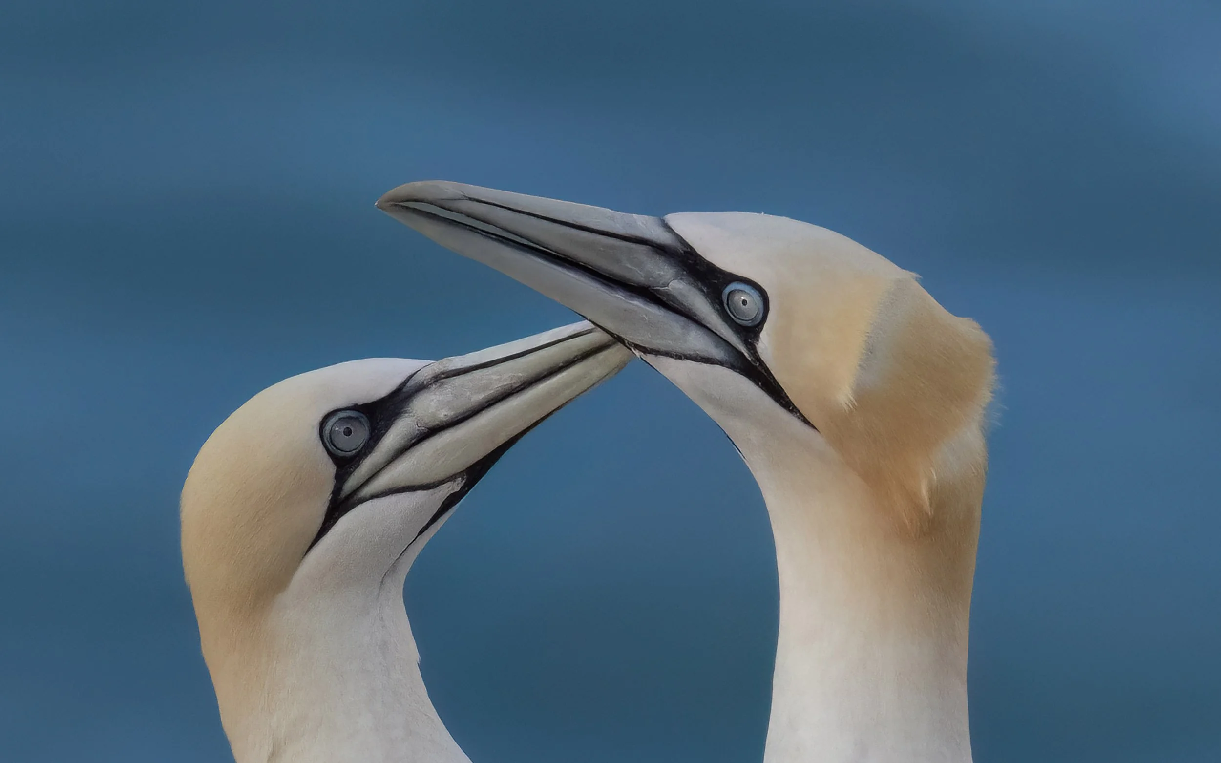 Northern Gannets | RSPB Bempton Cliffs