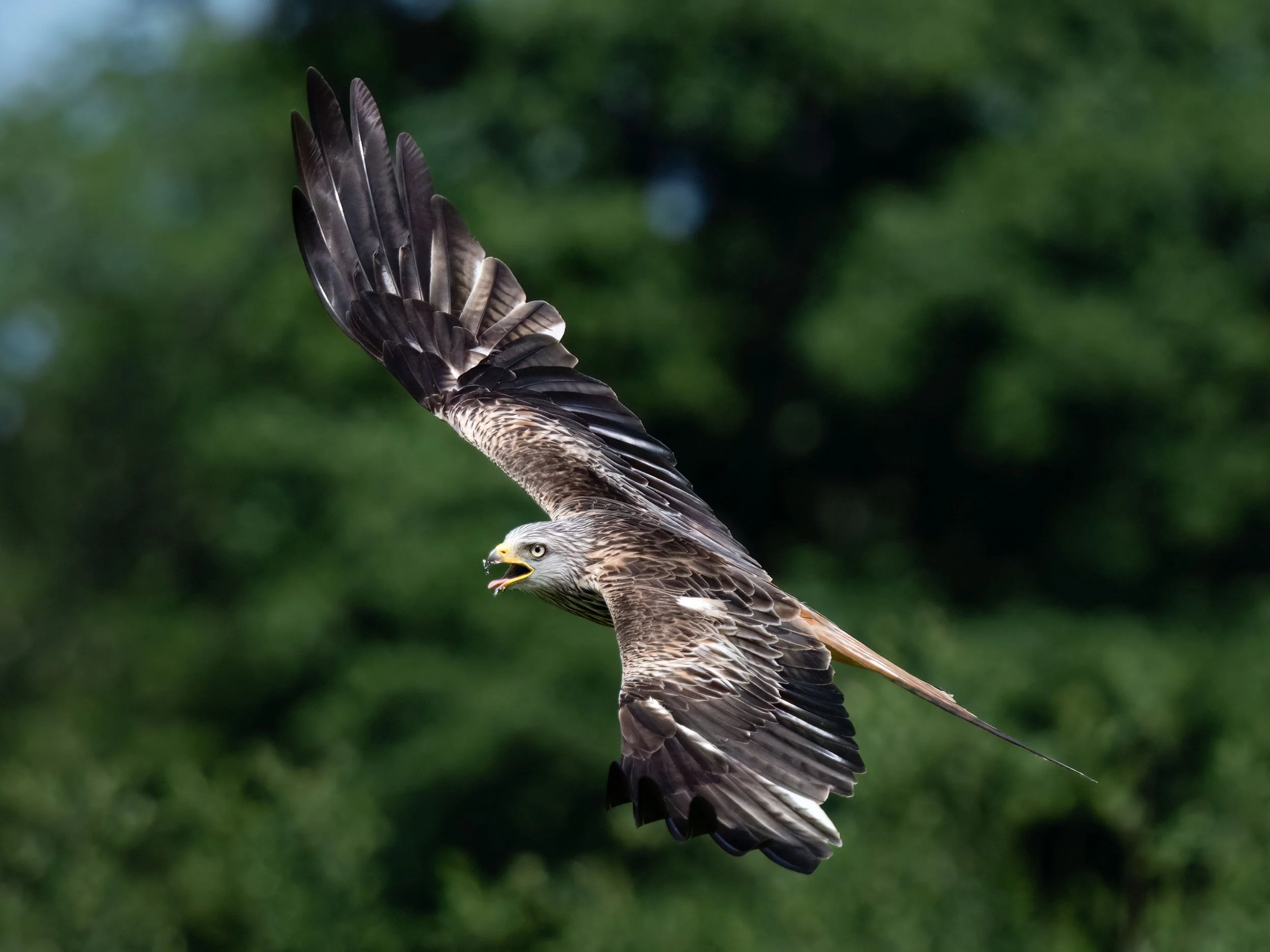 Red Kite | Gigrin Farm | Rhayader | Wales