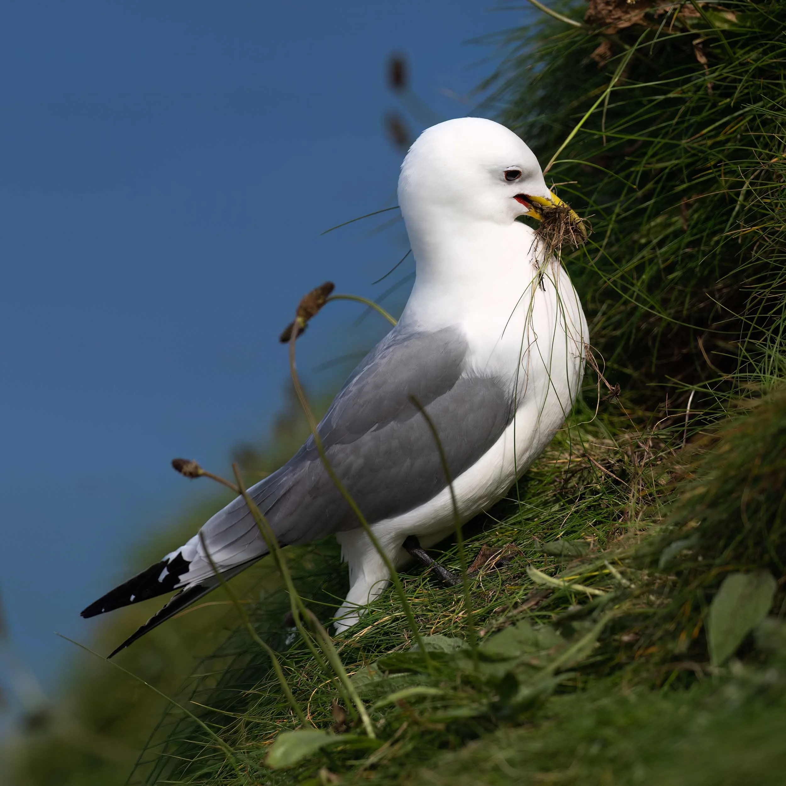 Kittiwake | RSPB Bempton Cliffs