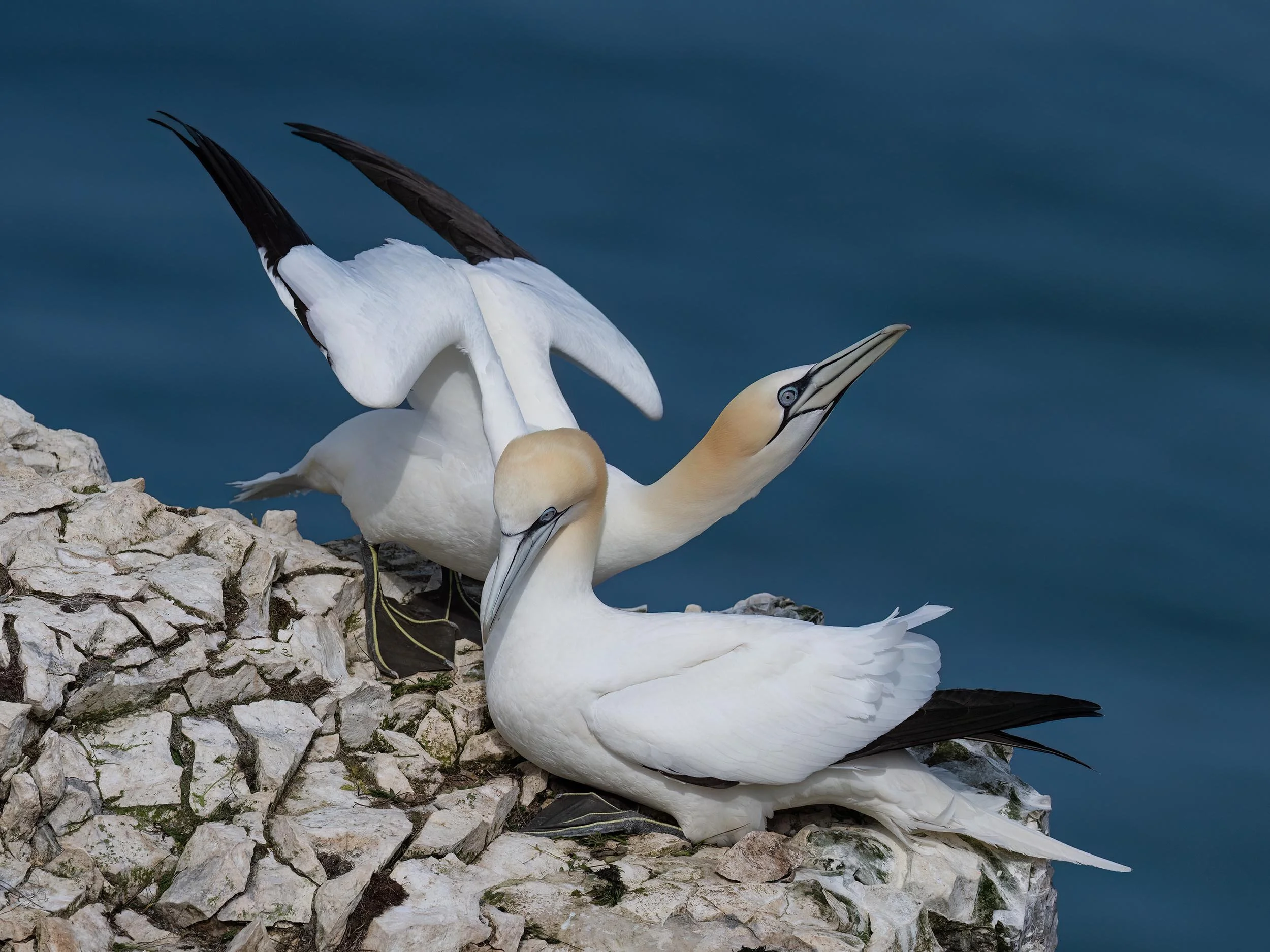 Northern Gannets | RSPB Bempton Cliffs