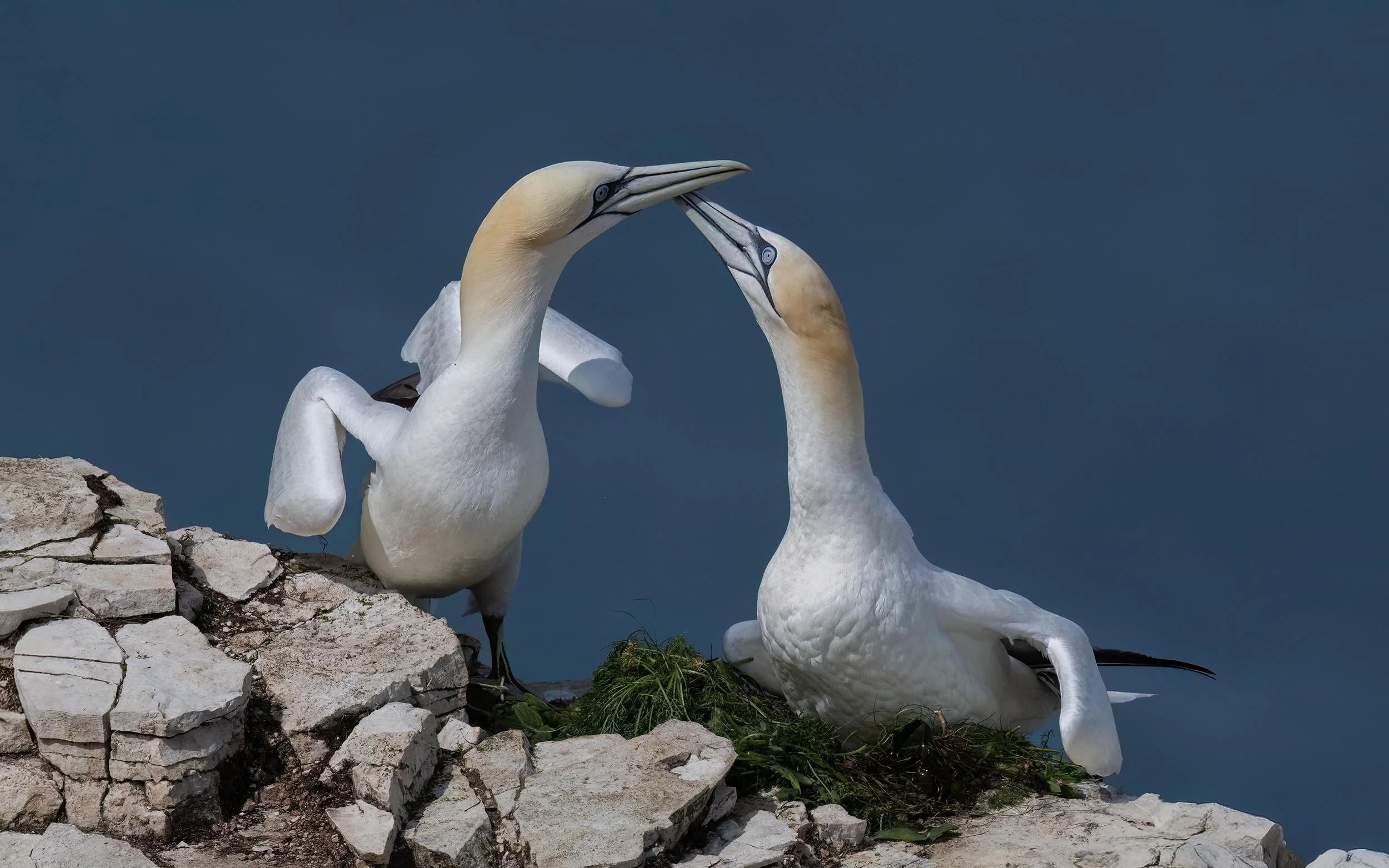 Northern Gannets | RSPB Bempton Cliffs