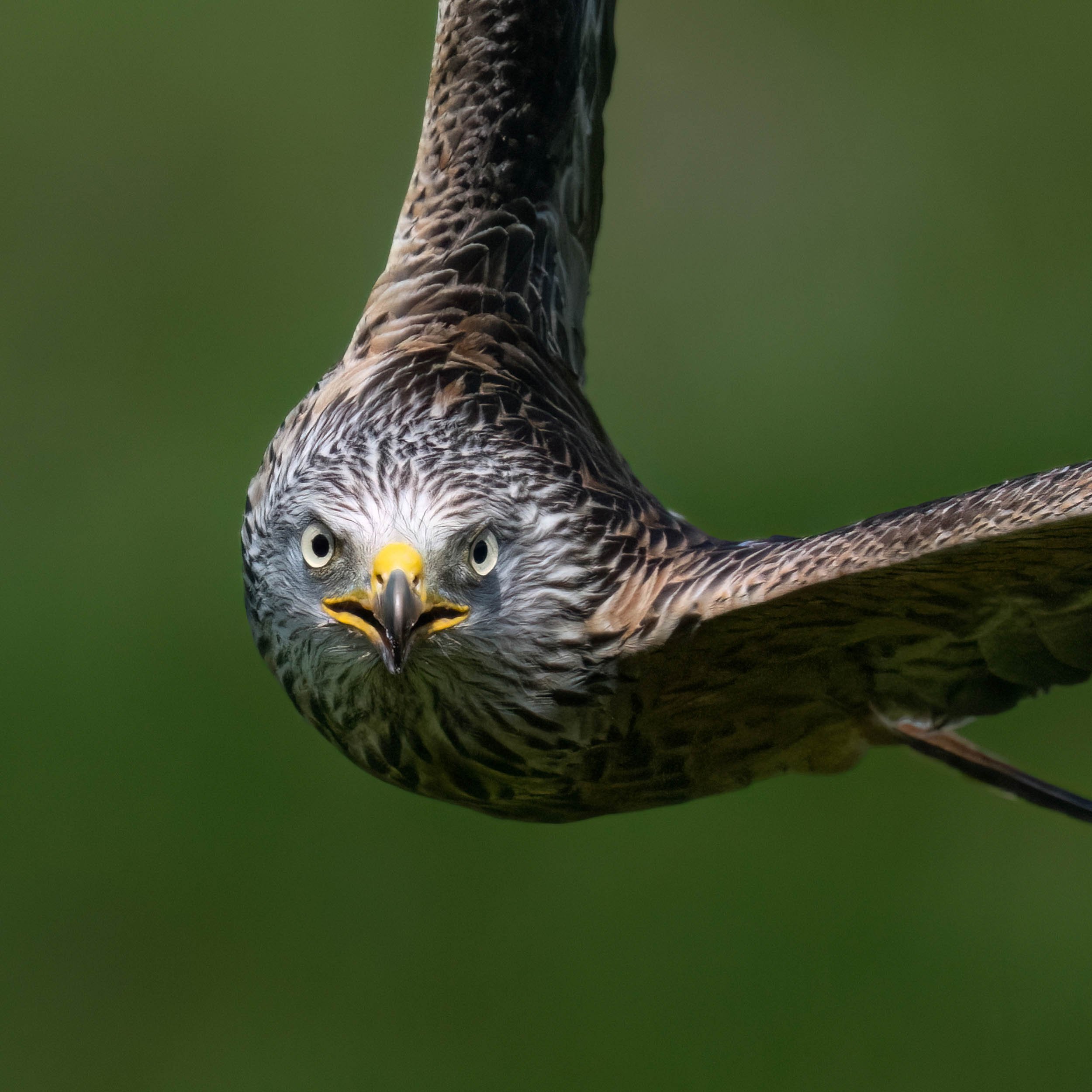 Red Kite | Gigrin Farm | Rhayader | Wales