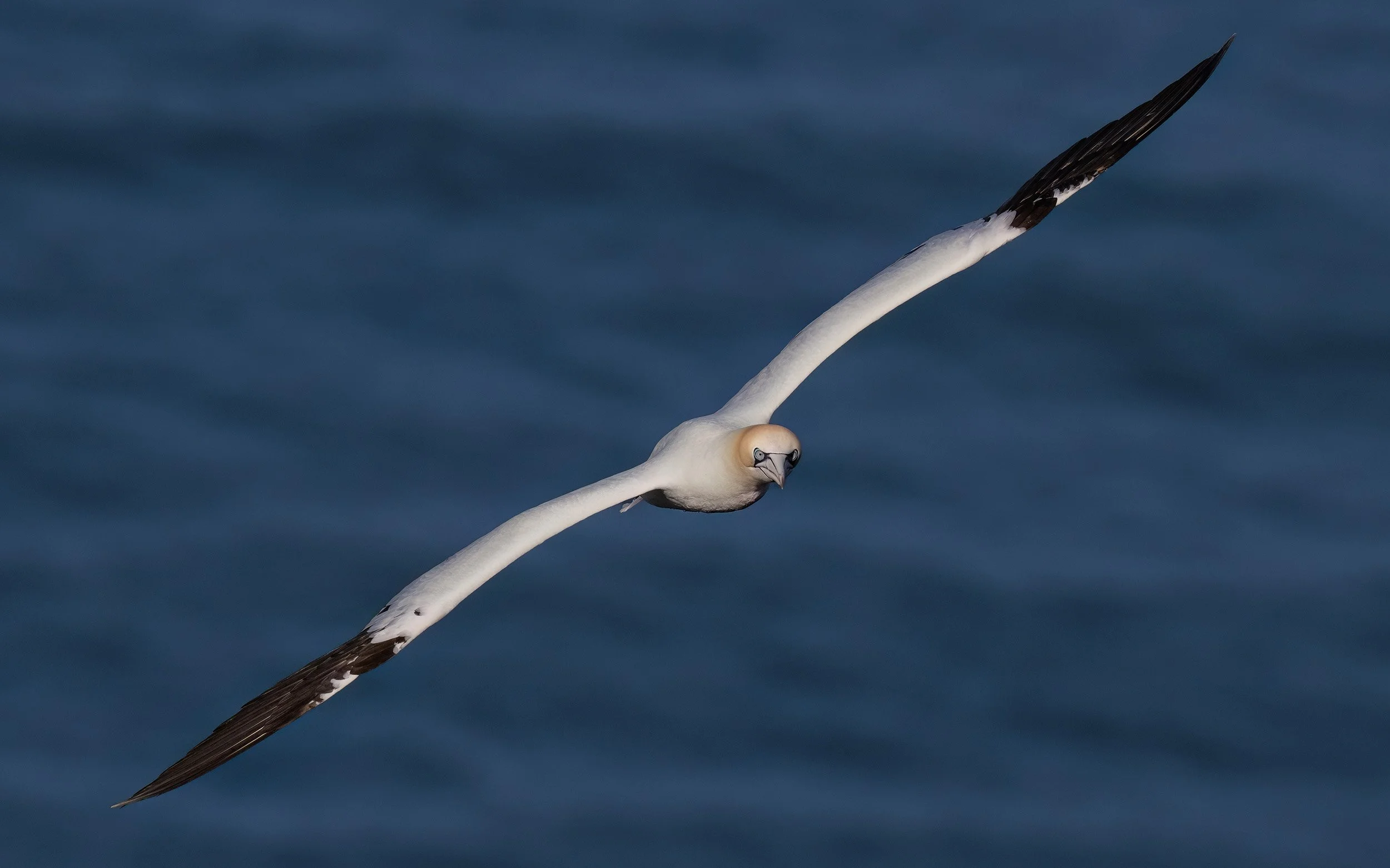 Northern Gannet | RSPB Bempton Cliffs