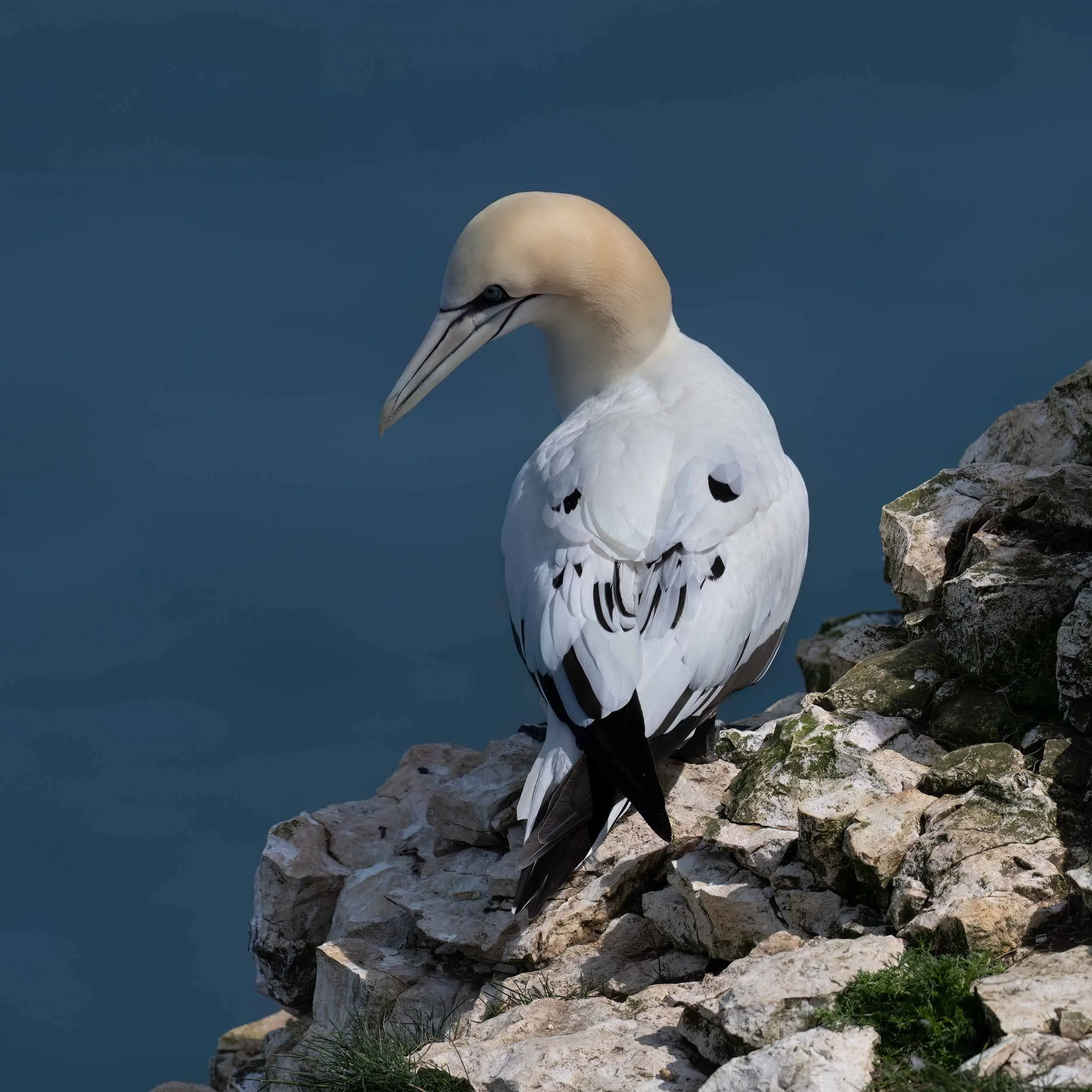 Northern Gannet | RSPB Bempton Cliffs
